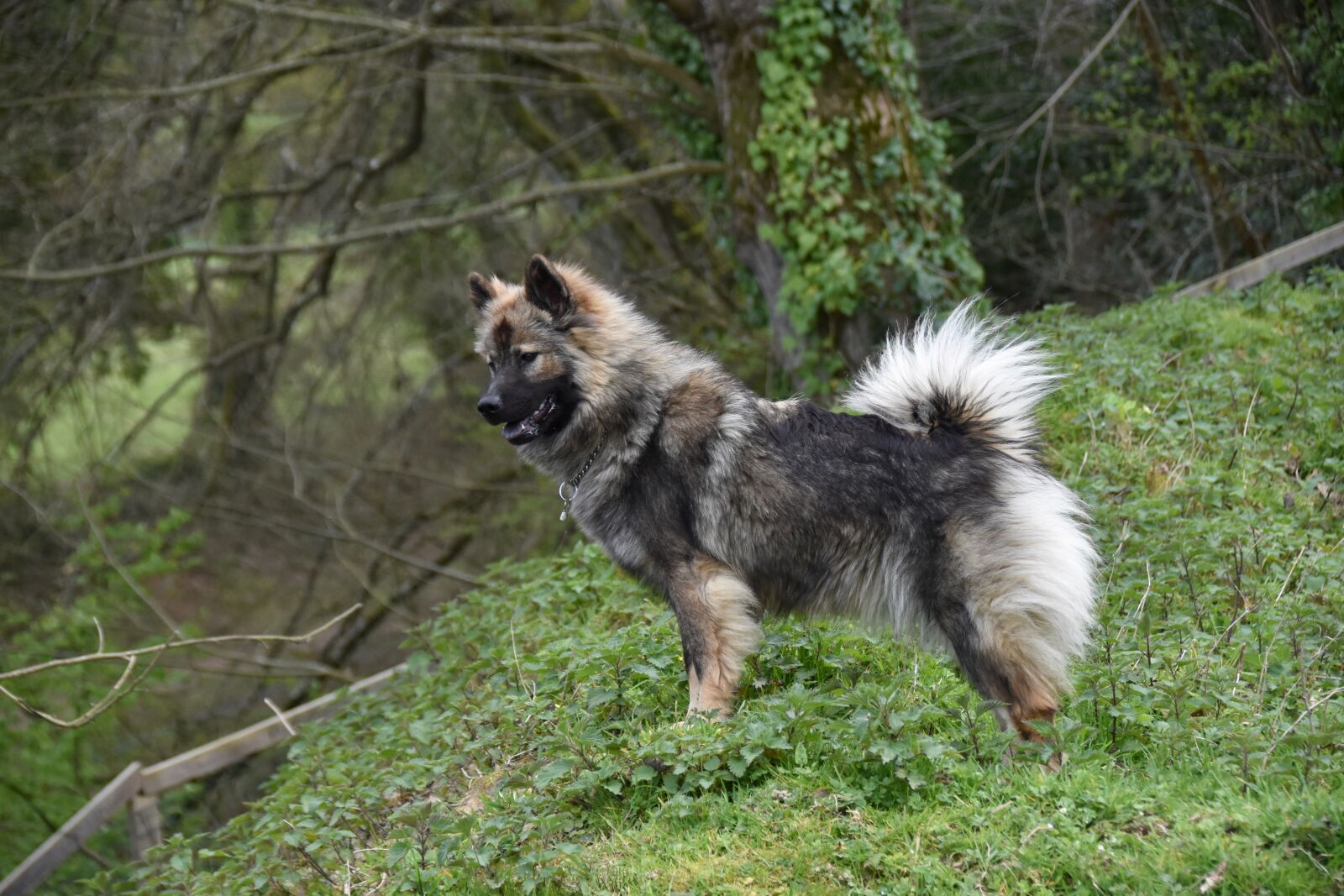 Nikon D5600 sample photo. Dog, dog stops, dog photography