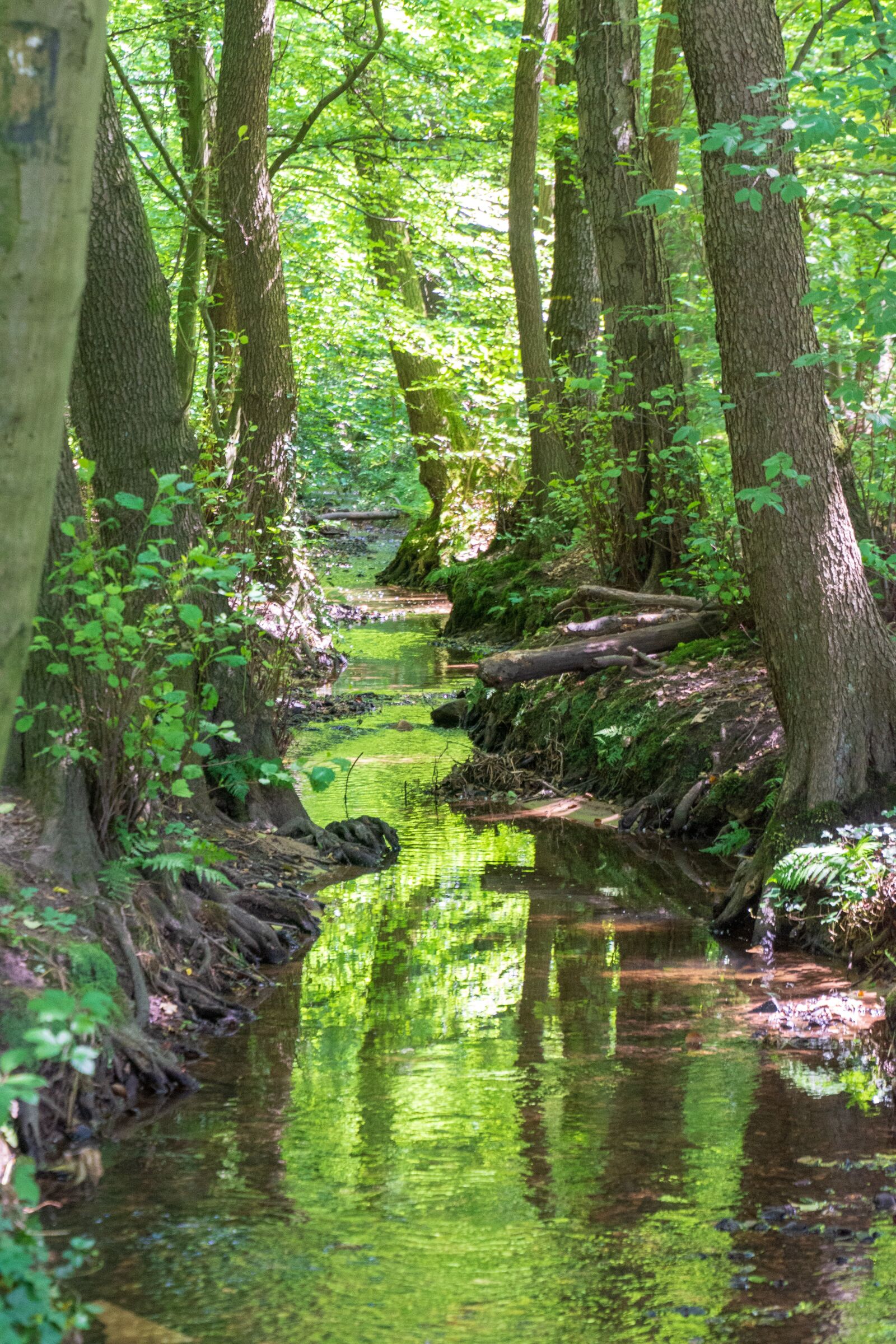 Nikon D7200 sample photo. Forest, bach, nature photography