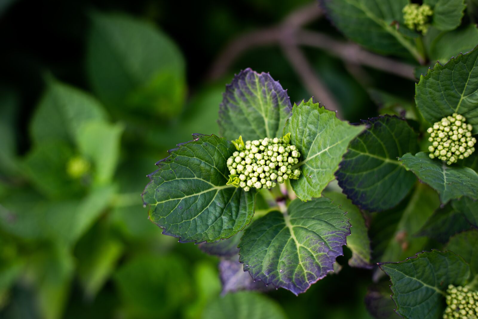 Canon EOS 6D + Canon EF 50mm F1.8 STM sample photo. Plant, eos 6d, canon photography