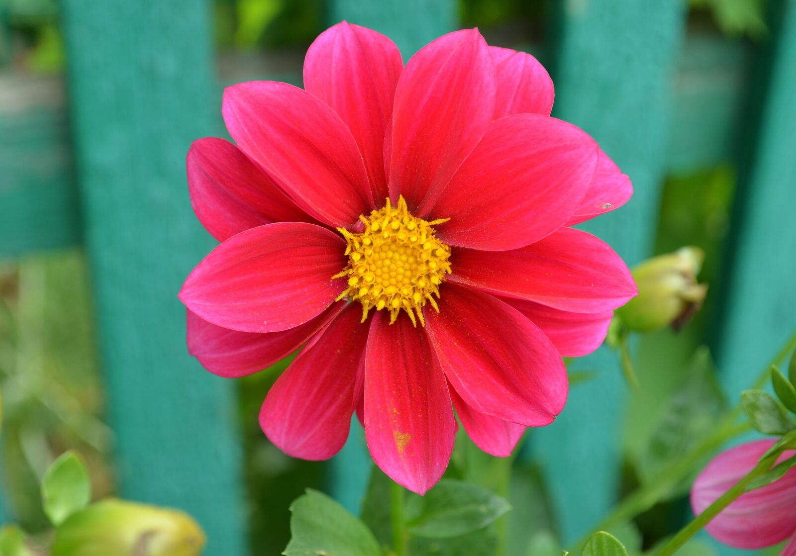 Nikon D5100 sample photo. Dahlia, flower, bloom photography