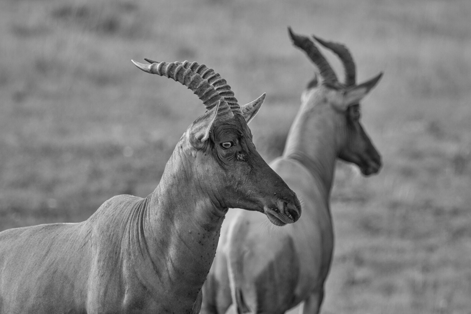 Canon EF 100-400mm F4.5-5.6L IS USM sample photo. Topis, antiloppen, africa photography