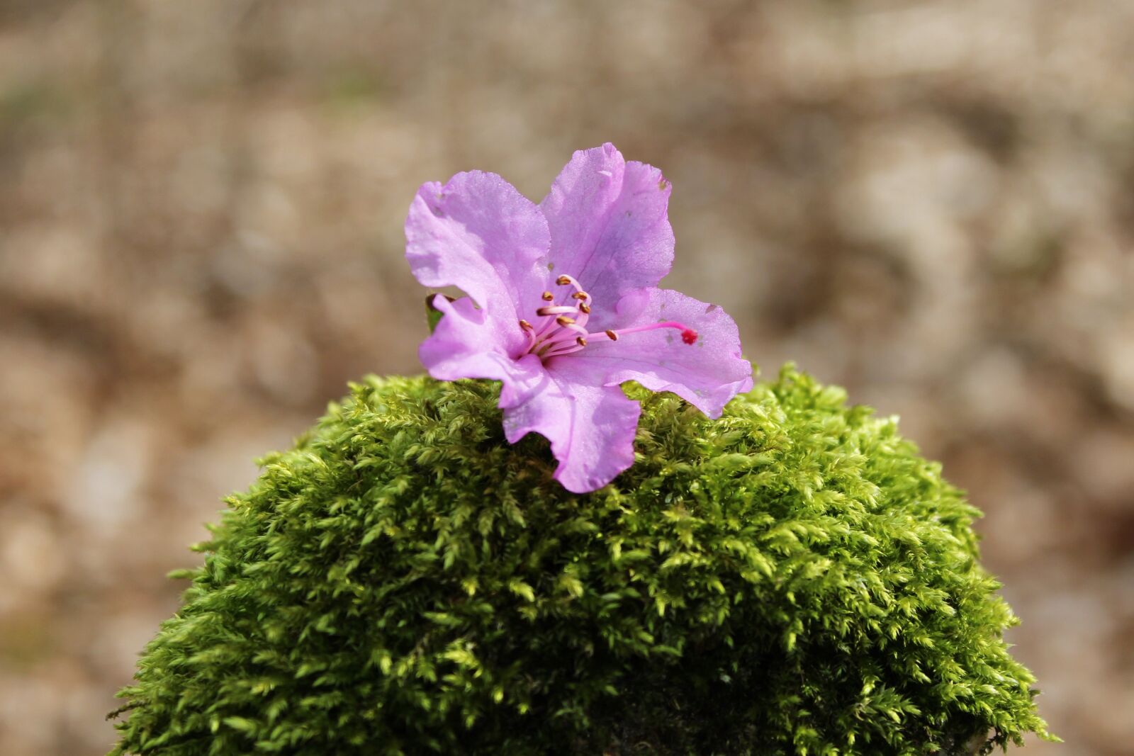 Canon EOS 1200D (EOS Rebel T5 / EOS Kiss X70 / EOS Hi) sample photo. Azalea, blossom, bloom photography