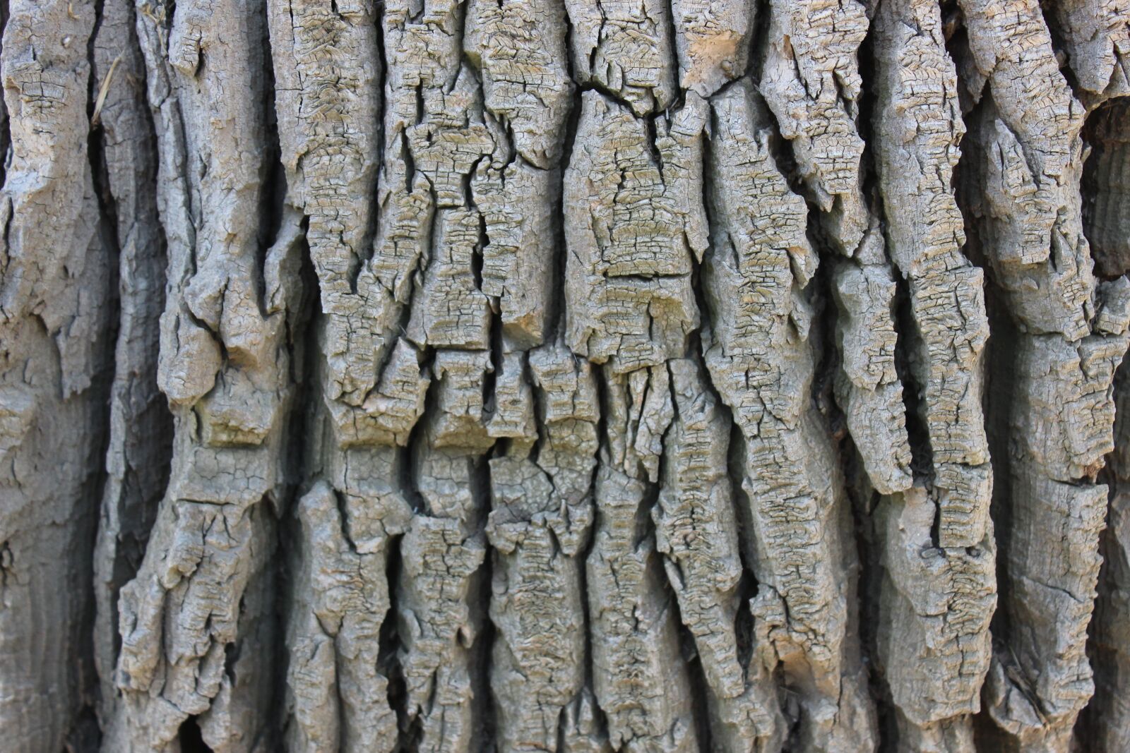 Canon EOS 600D (Rebel EOS T3i / EOS Kiss X5) sample photo. Tree, bark, texture photography