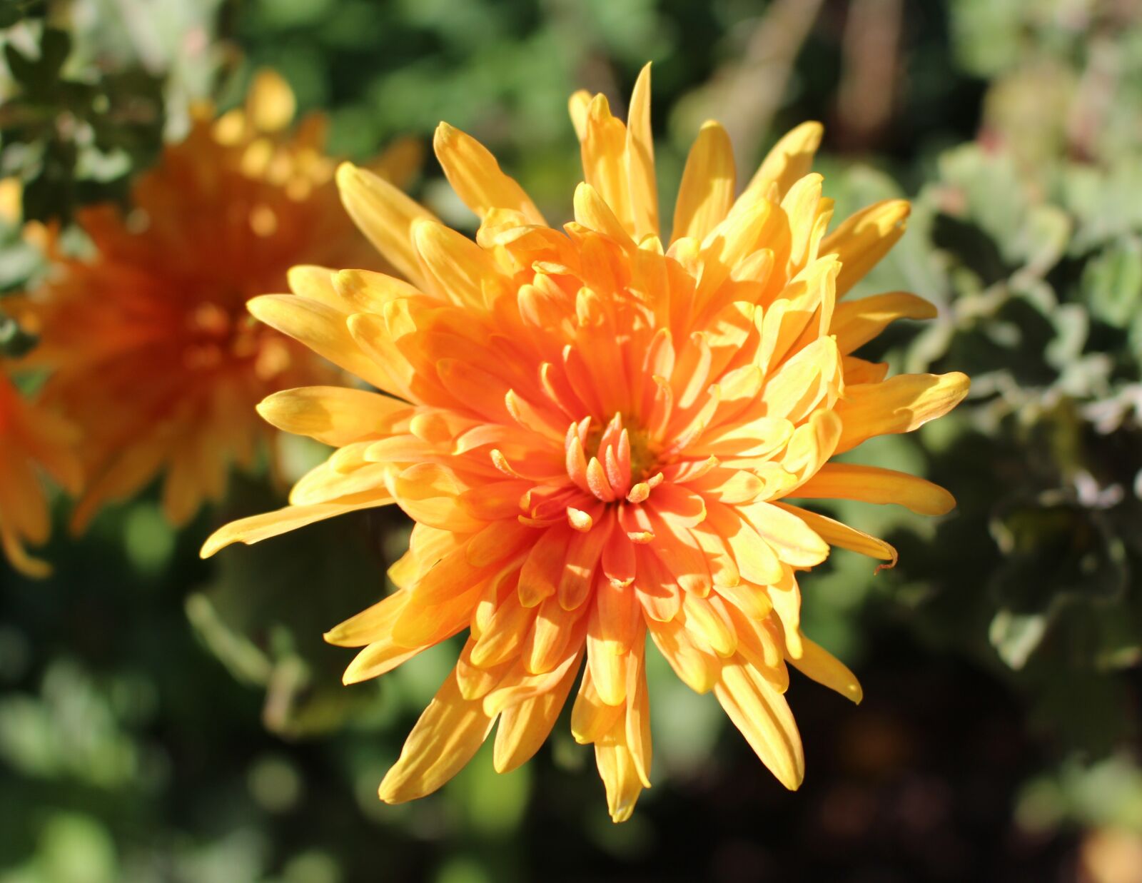 Canon EOS 700D (EOS Rebel T5i / EOS Kiss X7i) sample photo. Chrysanthemum, flower, orange photography