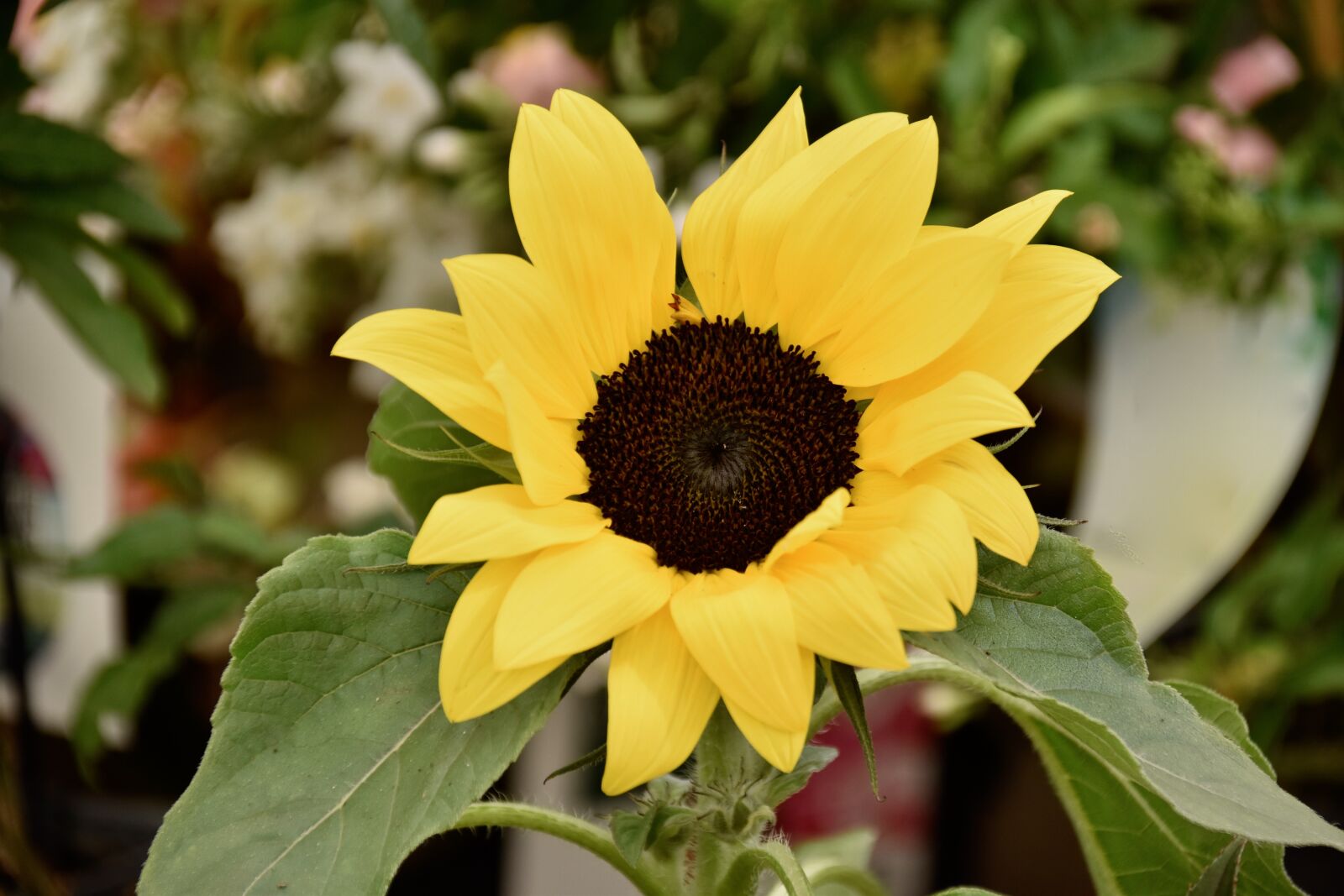 Nikon D5600 sample photo. Flower, flowers sunflower, flower photography