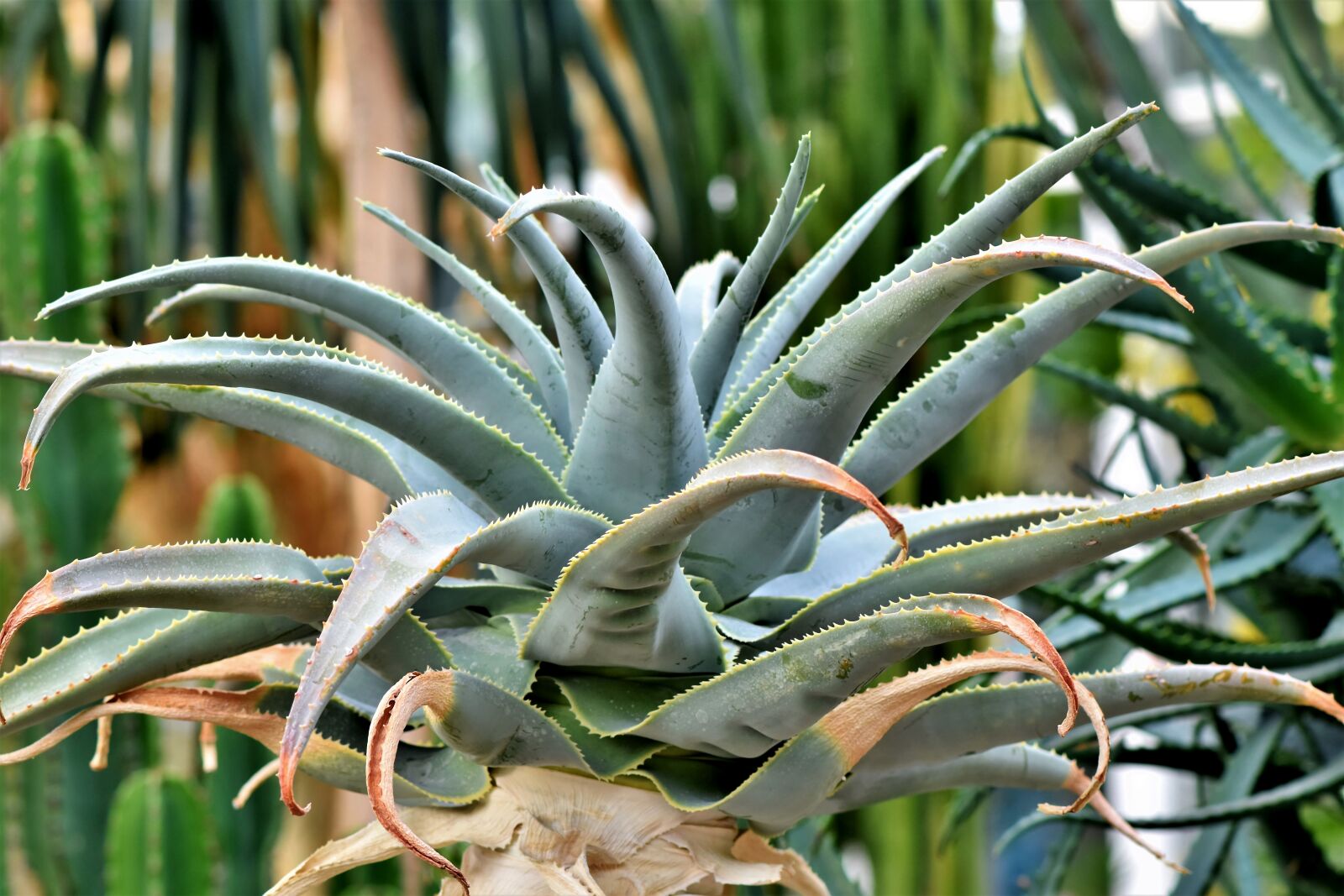 Nikon D7200 sample photo. Agave, cactus, succulent photography