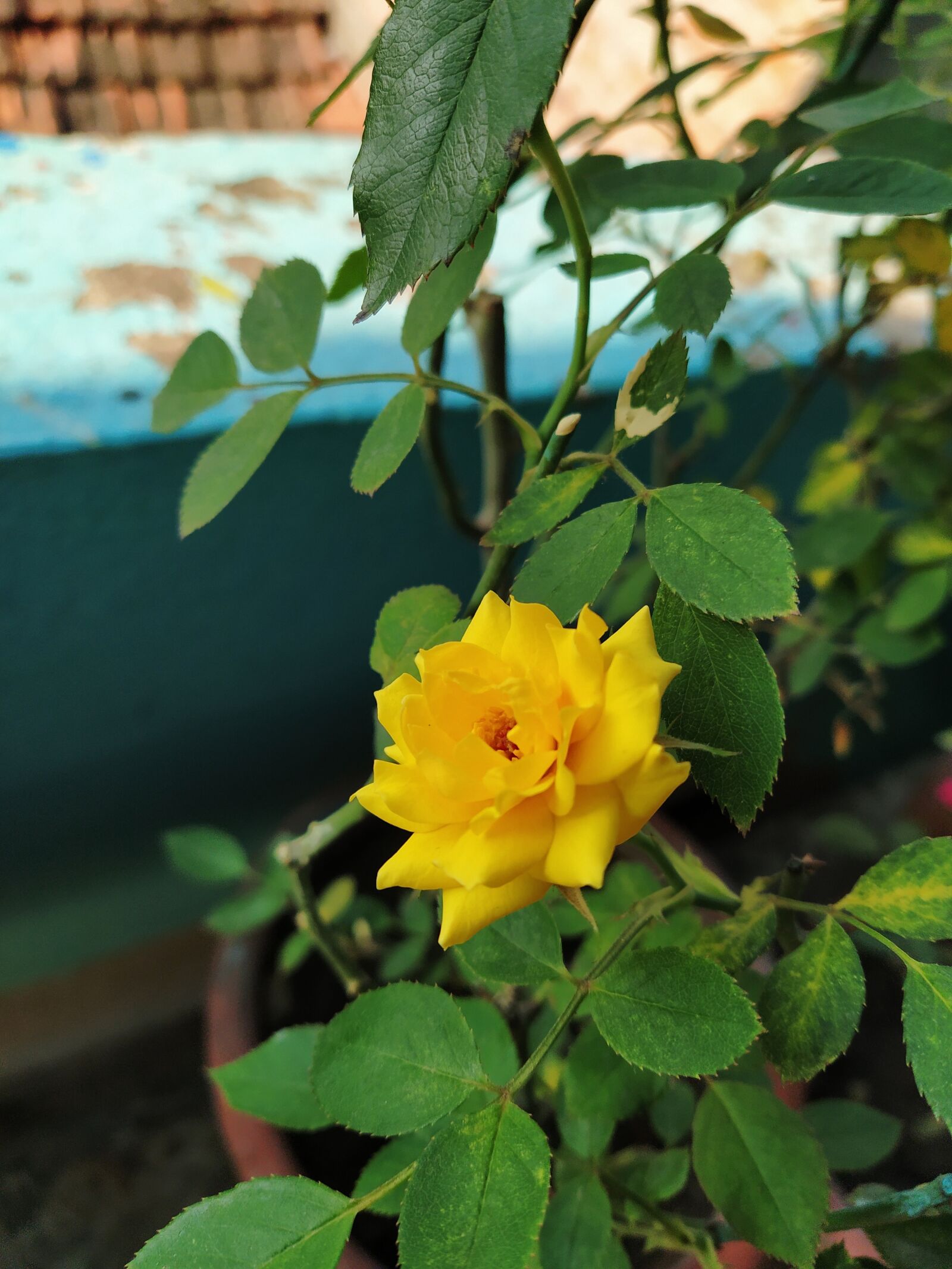 Xiaomi Mi A3 sample photo. Yellow, rose, flower photography