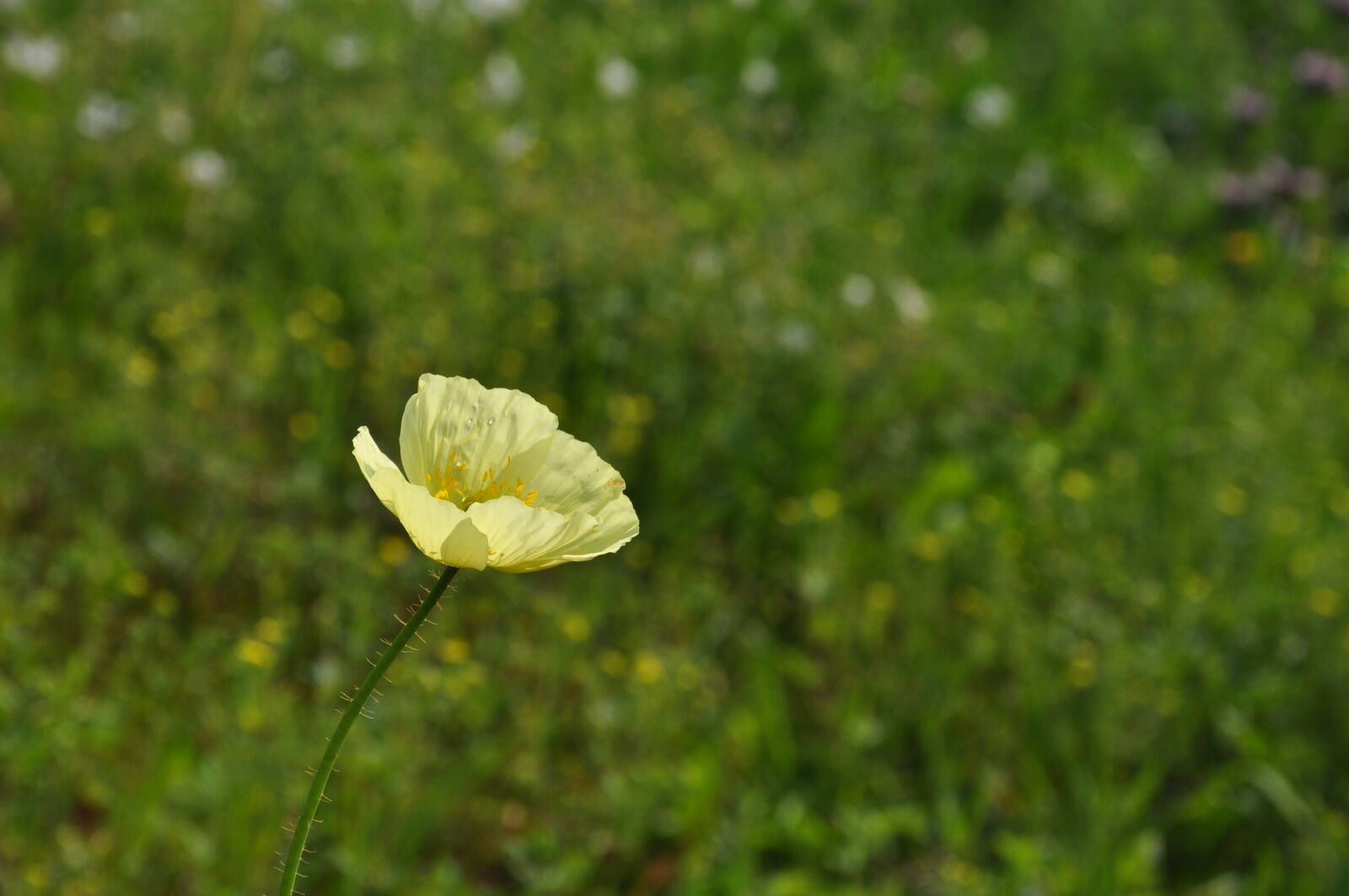 Nikon D5000 sample photo. Nature, plant, summer photography