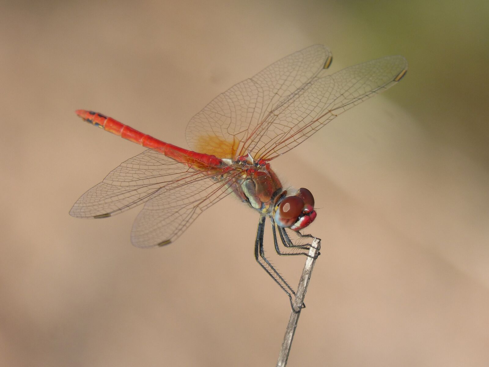 Panasonic DMC-FZ62 sample photo. Red dragonfly, detail, branch photography