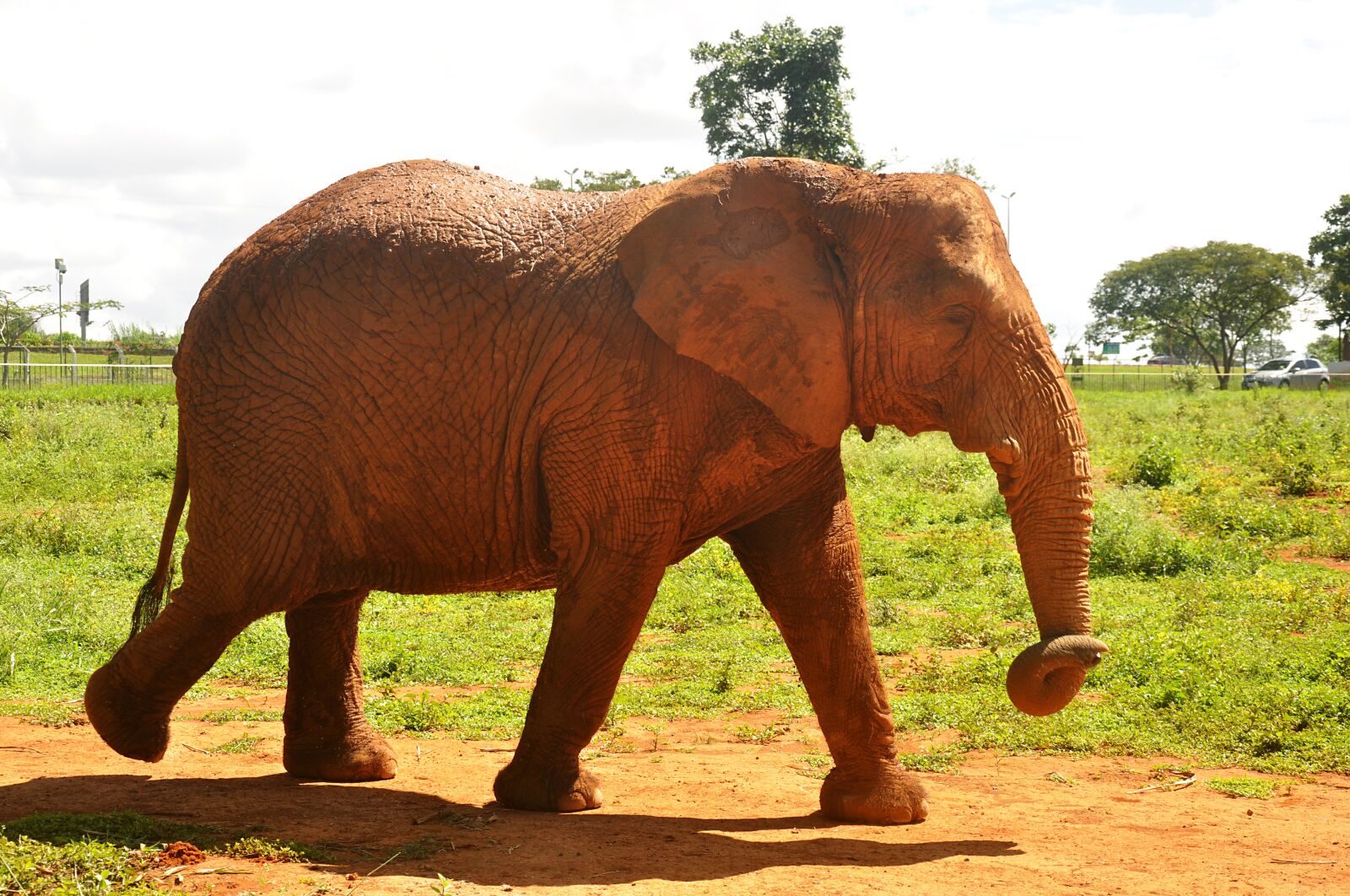 Nikon D90 sample photo. Nature, fauna, elephant photography