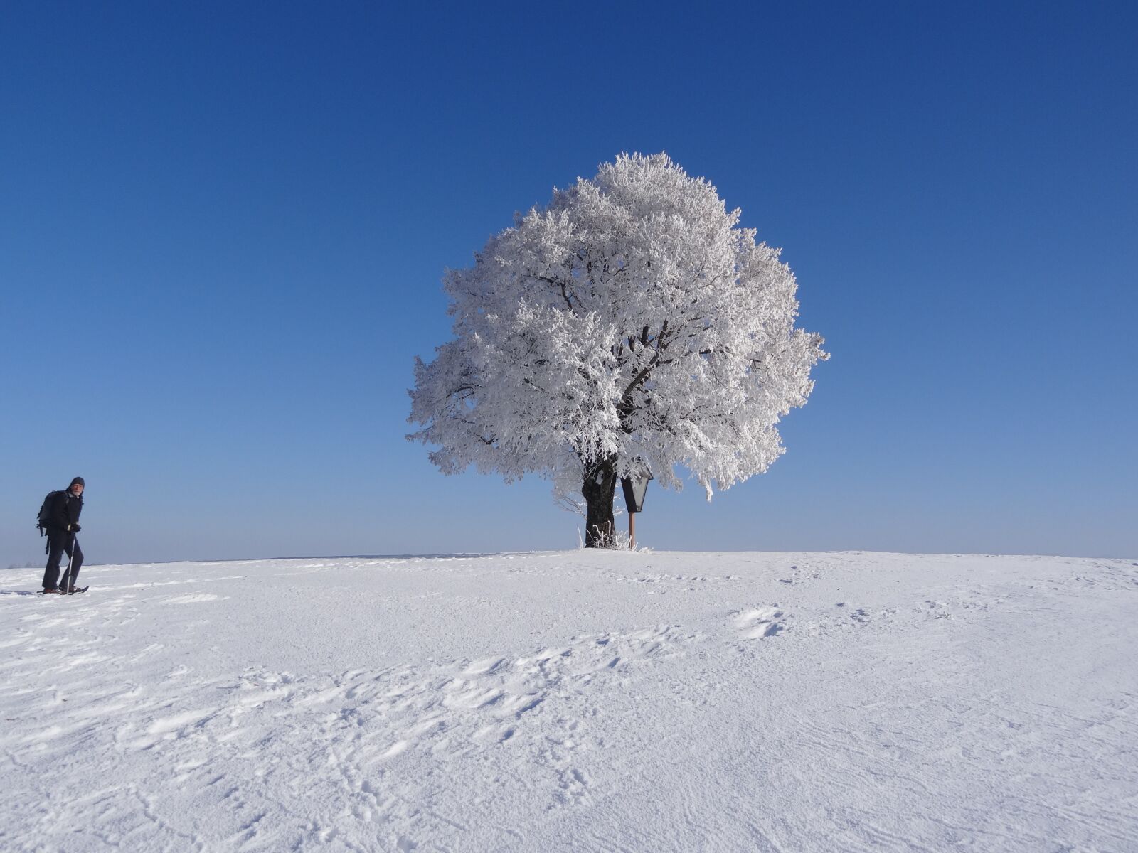 Sony Cyber-shot DSC-HX10V sample photo. Tree, ripe, winter photography