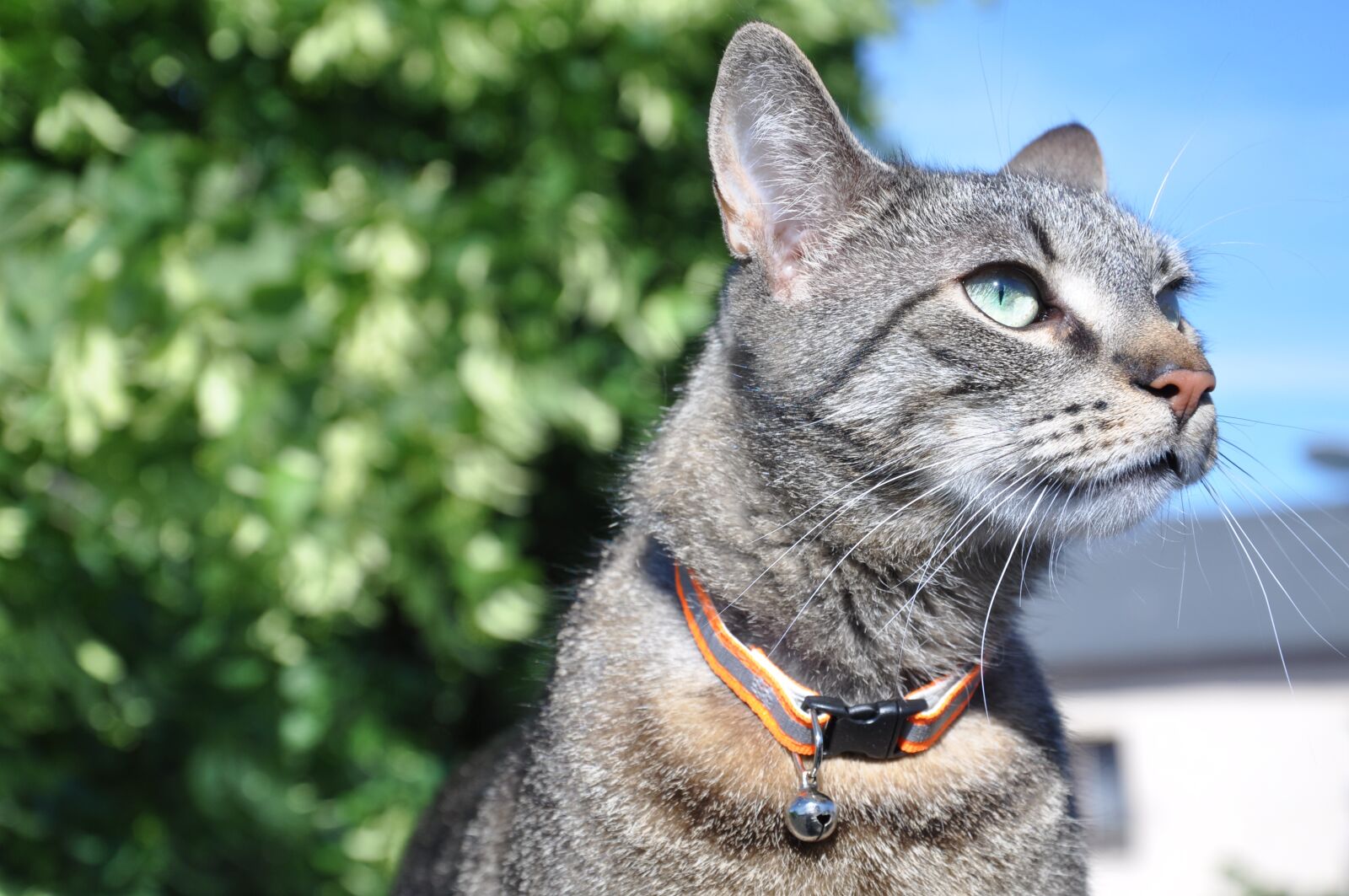 Nikon D5000 sample photo. Cat, eyes, cat's eye photography