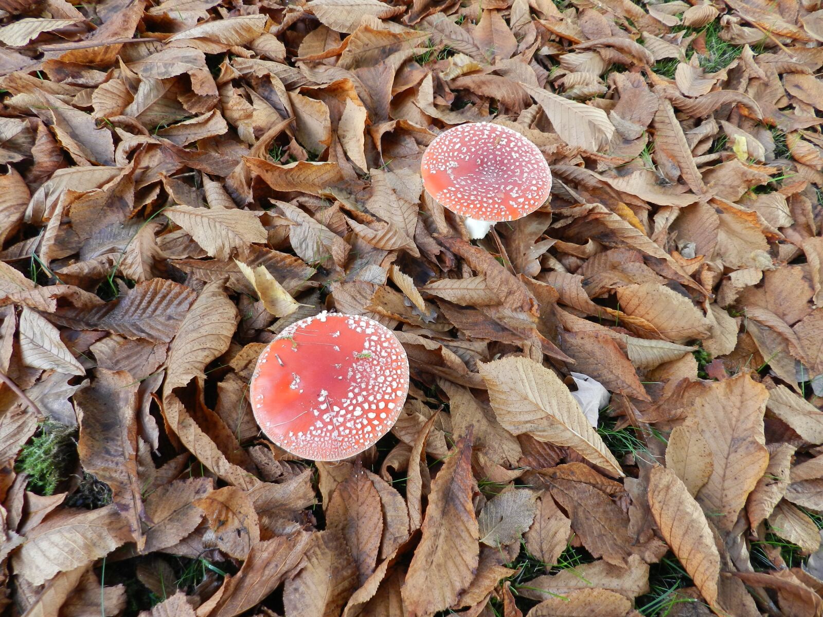 Nikon Coolpix P500 sample photo. Mushroom, red white dots photography