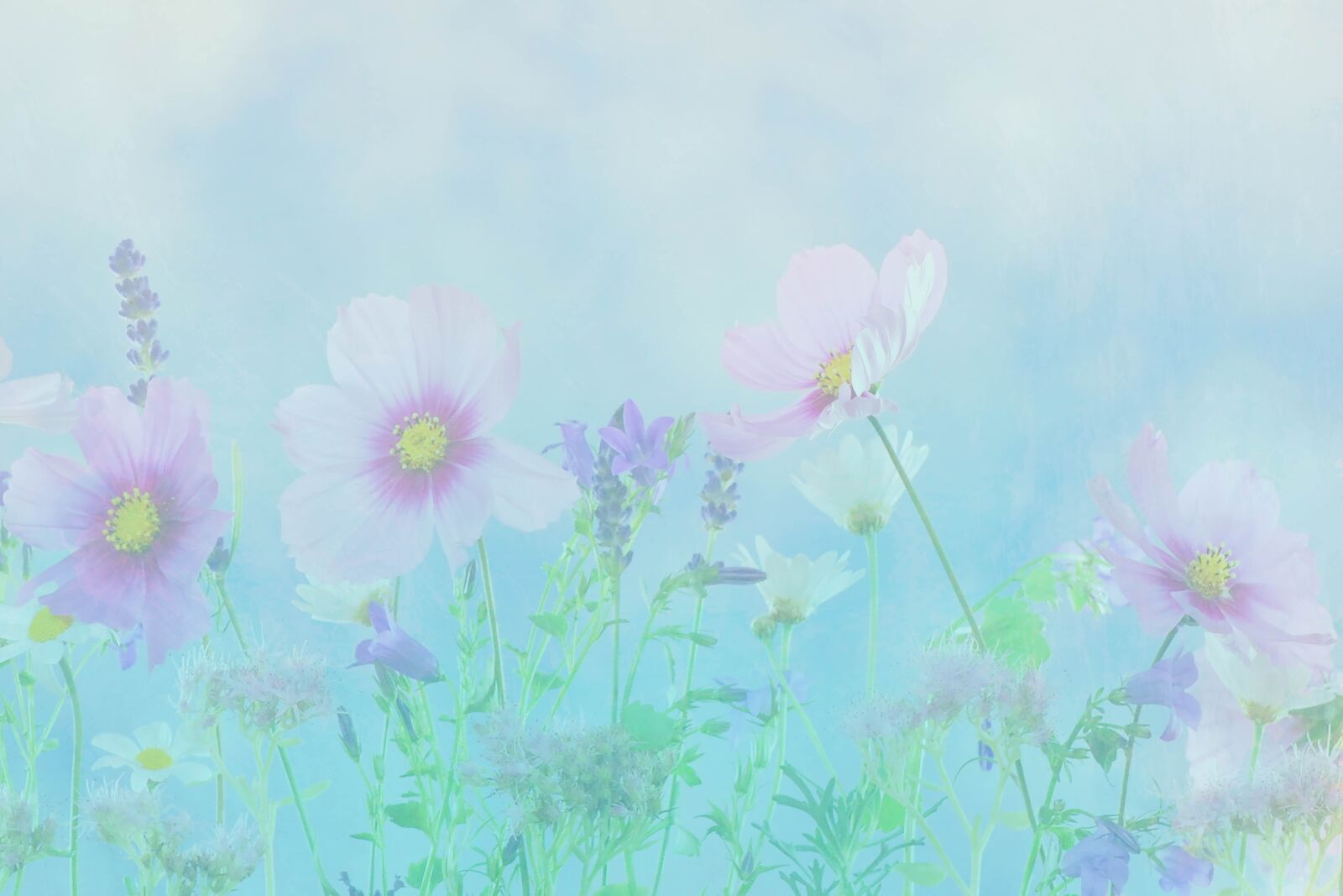 Canon EOS 50D sample photo. Fresh, summer, invitation photography