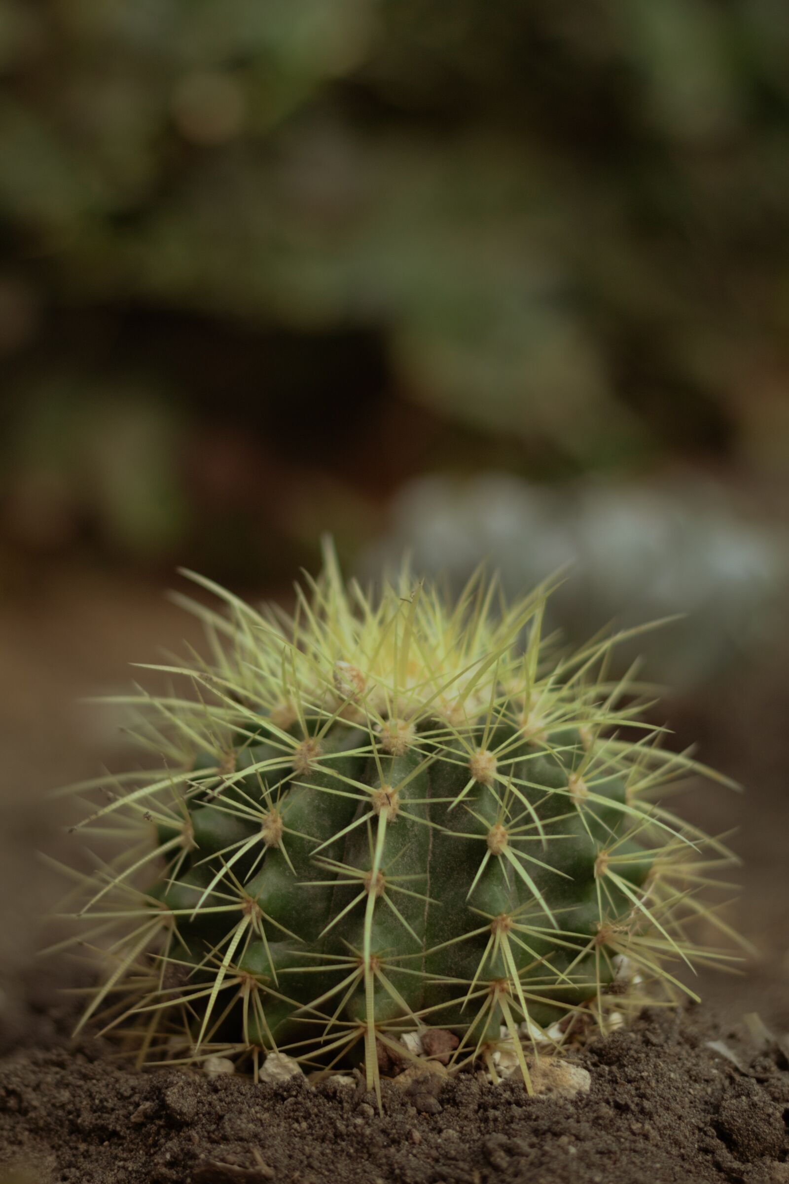 Canon EOS 1300D (EOS Rebel T6 / EOS Kiss X80) sample photo. Cactus, naturaleza, nature photography