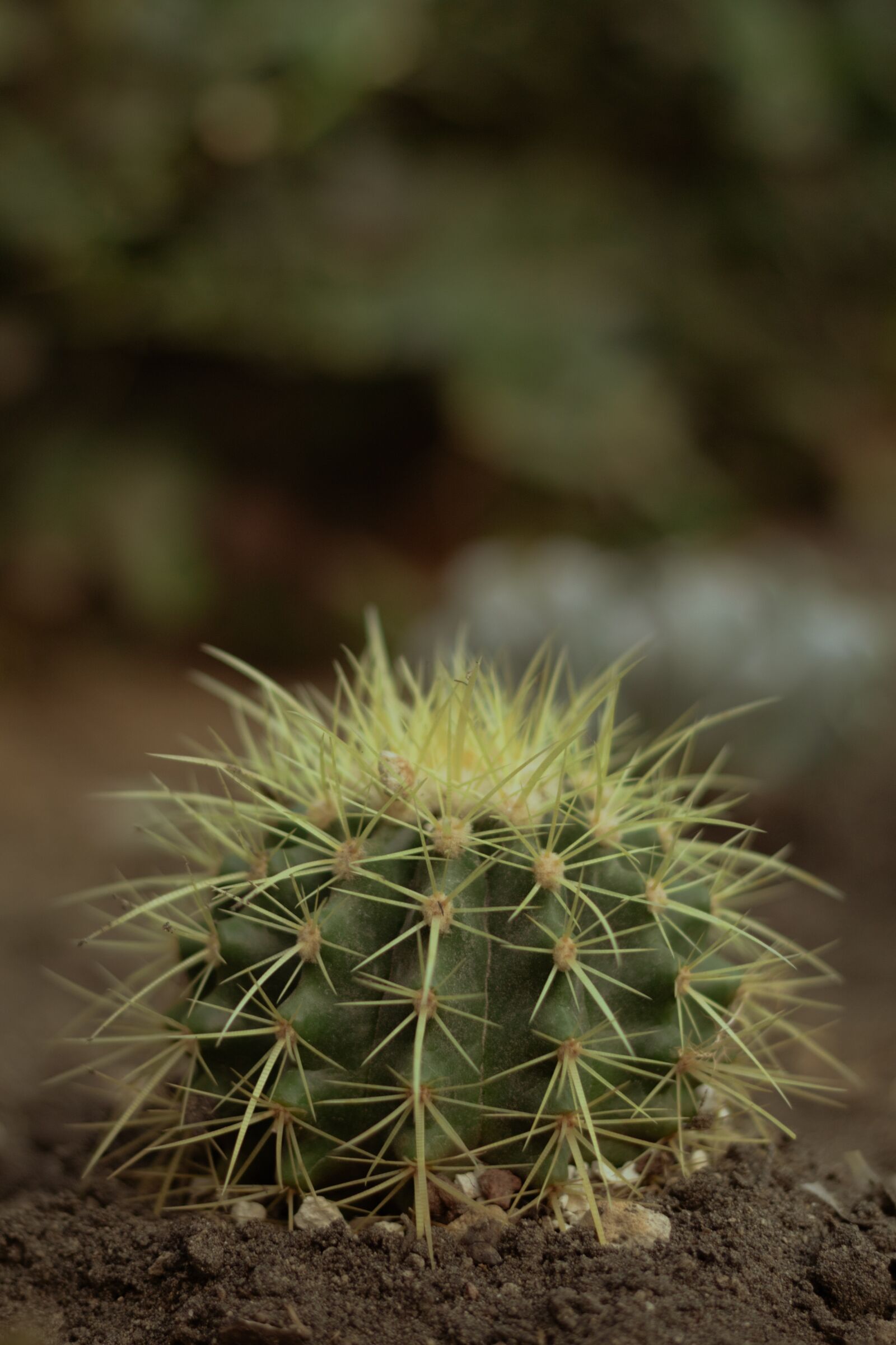 Canon EOS 1300D (EOS Rebel T6 / EOS Kiss X80) + Canon EF 50mm F1.8 STM sample photo. Cactus, naturaleza, nature photography