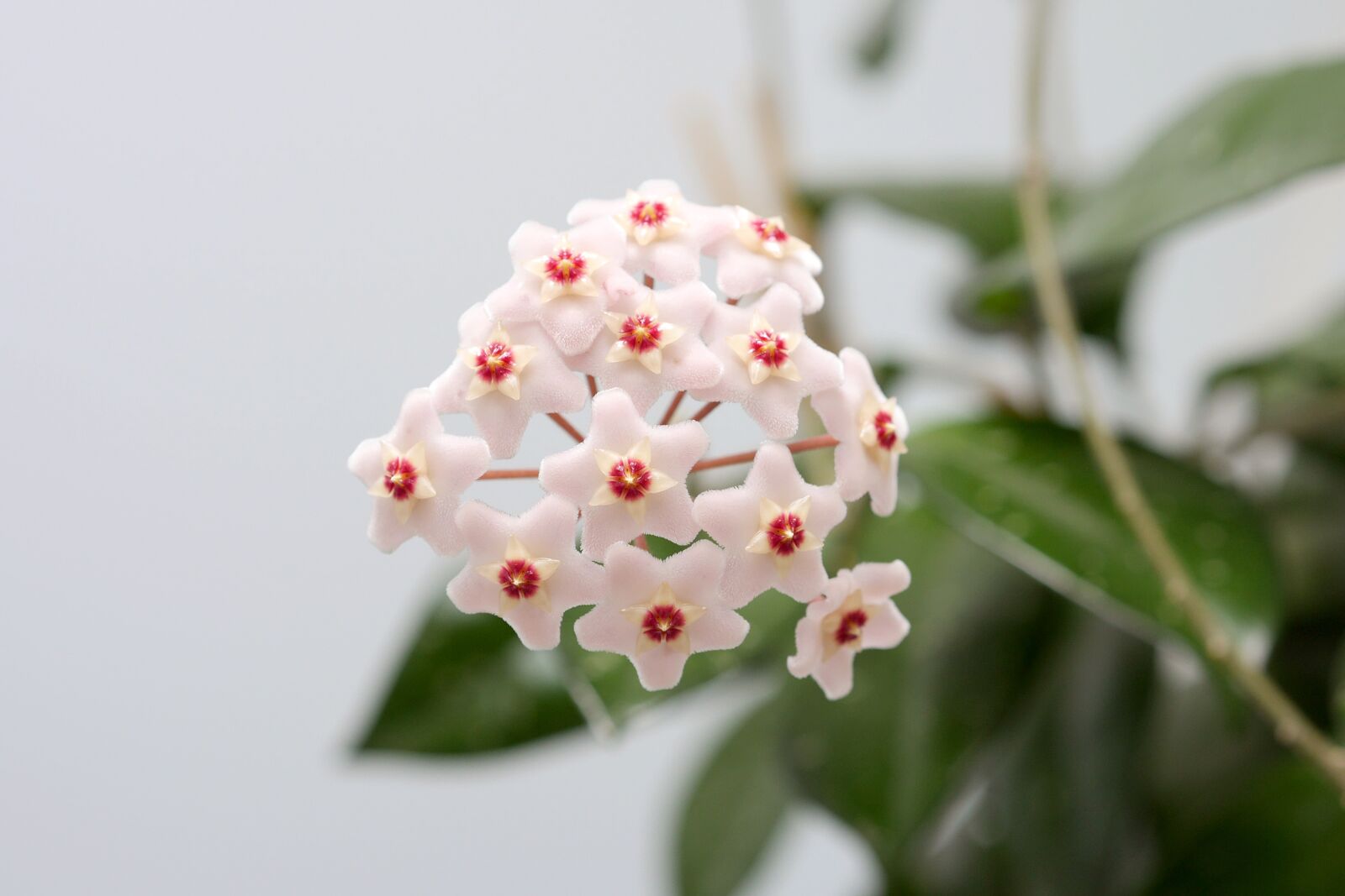 Panasonic Lumix DMC-GH3 sample photo. Blossom, bloom, flower photography