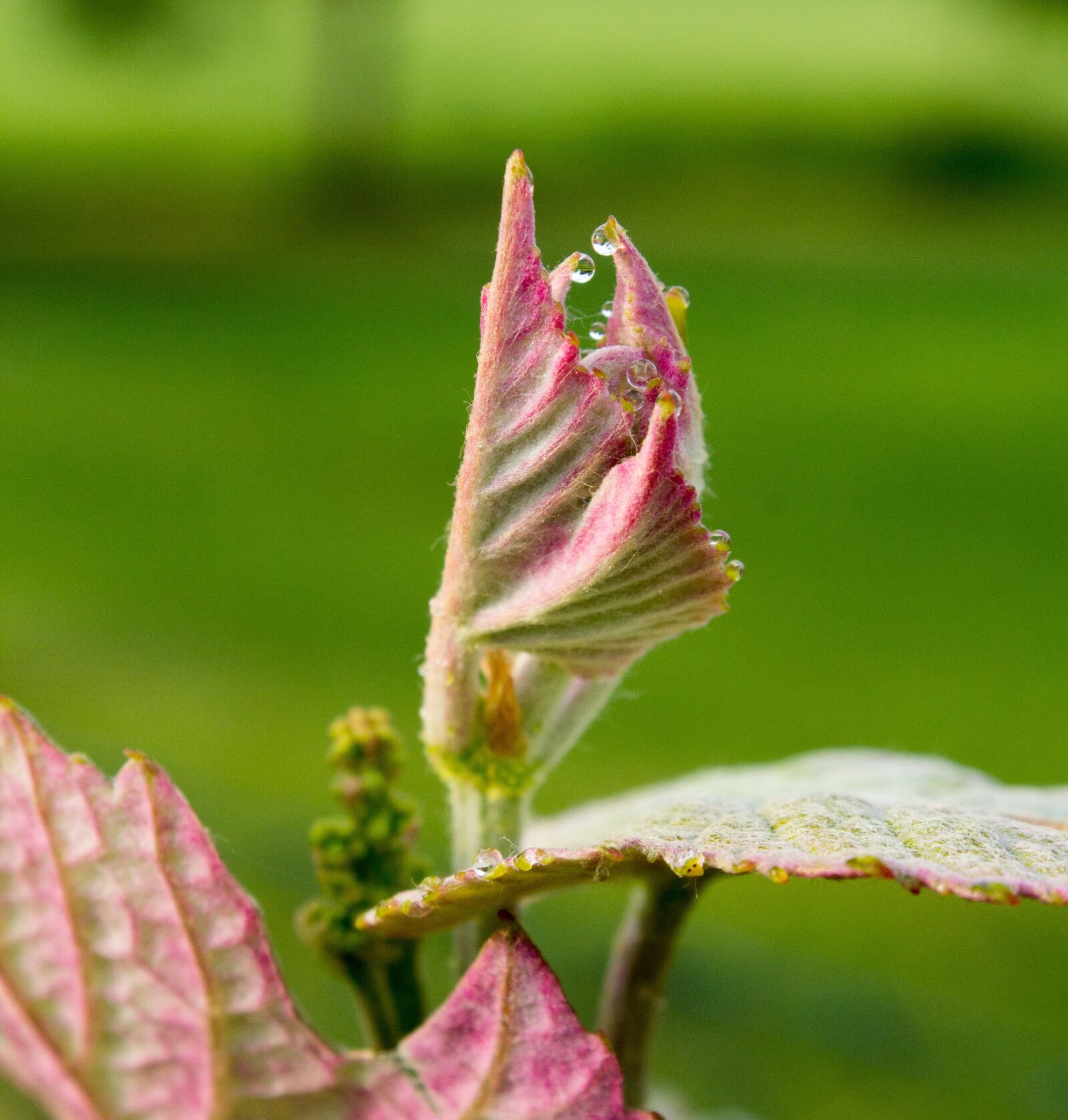 Canon EOS 60D sample photo. Leaf, nature, plant photography
