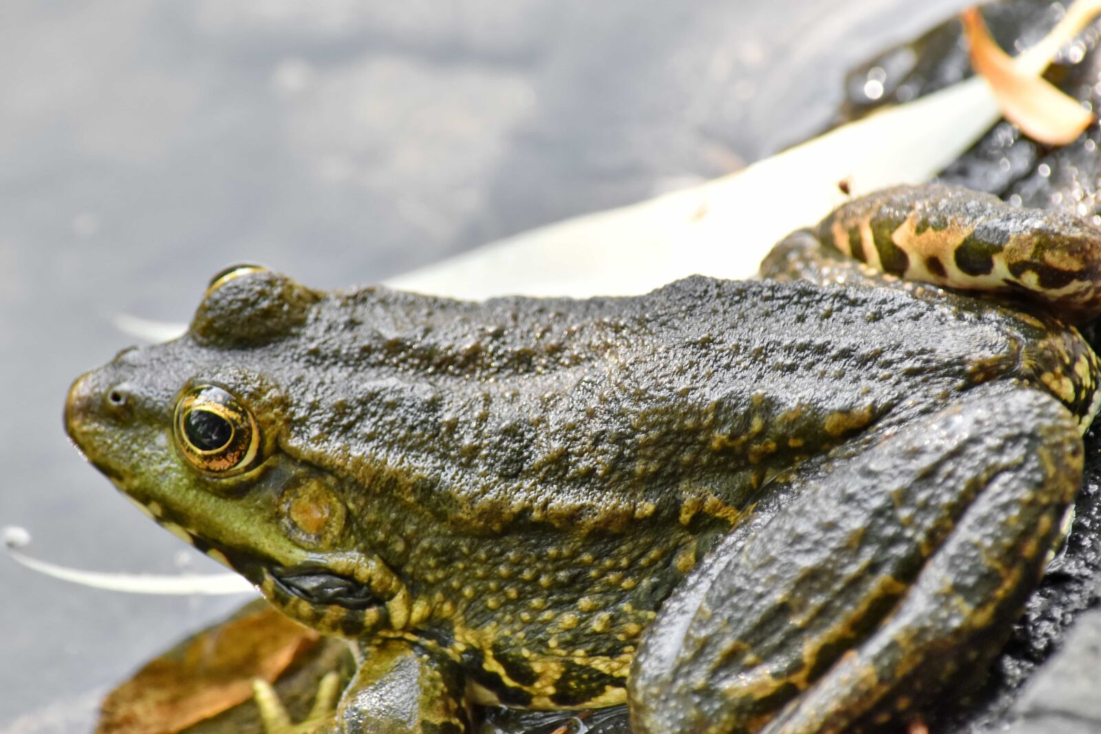 Nikon D5500 sample photo. Eye, amphibian, reptile, nature photography