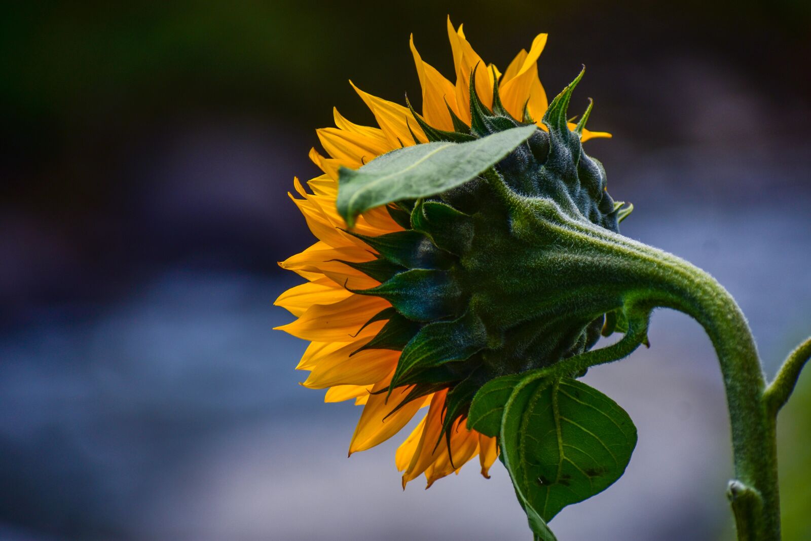 Nikon D3400 sample photo. Sunflower, nature, flower photography