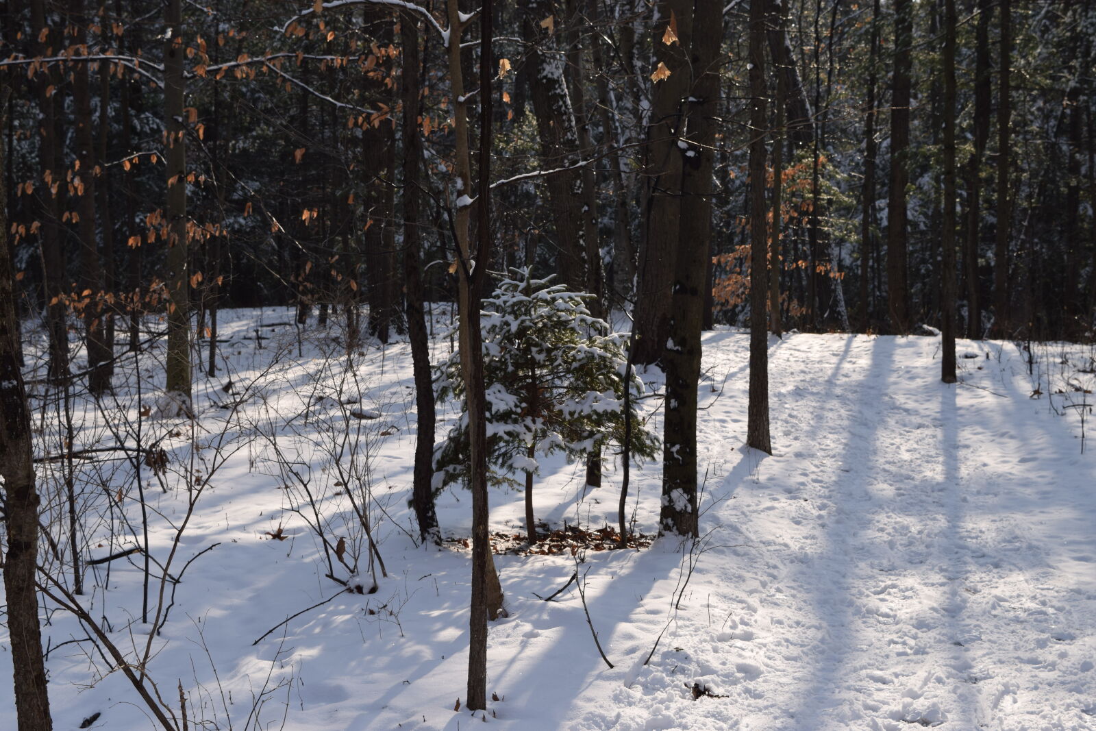 Nikon D3300 sample photo. Snow, snow, forest, snow photography