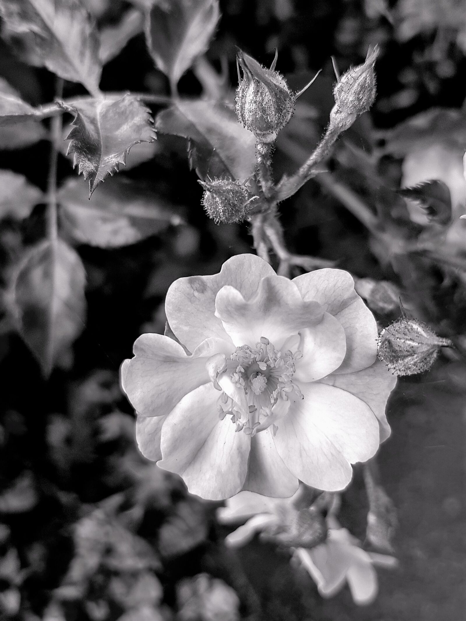 Samsung SM-G955F + Samsung Galaxy S8+ Rear Camera sample photo. Flower, black and white photography
