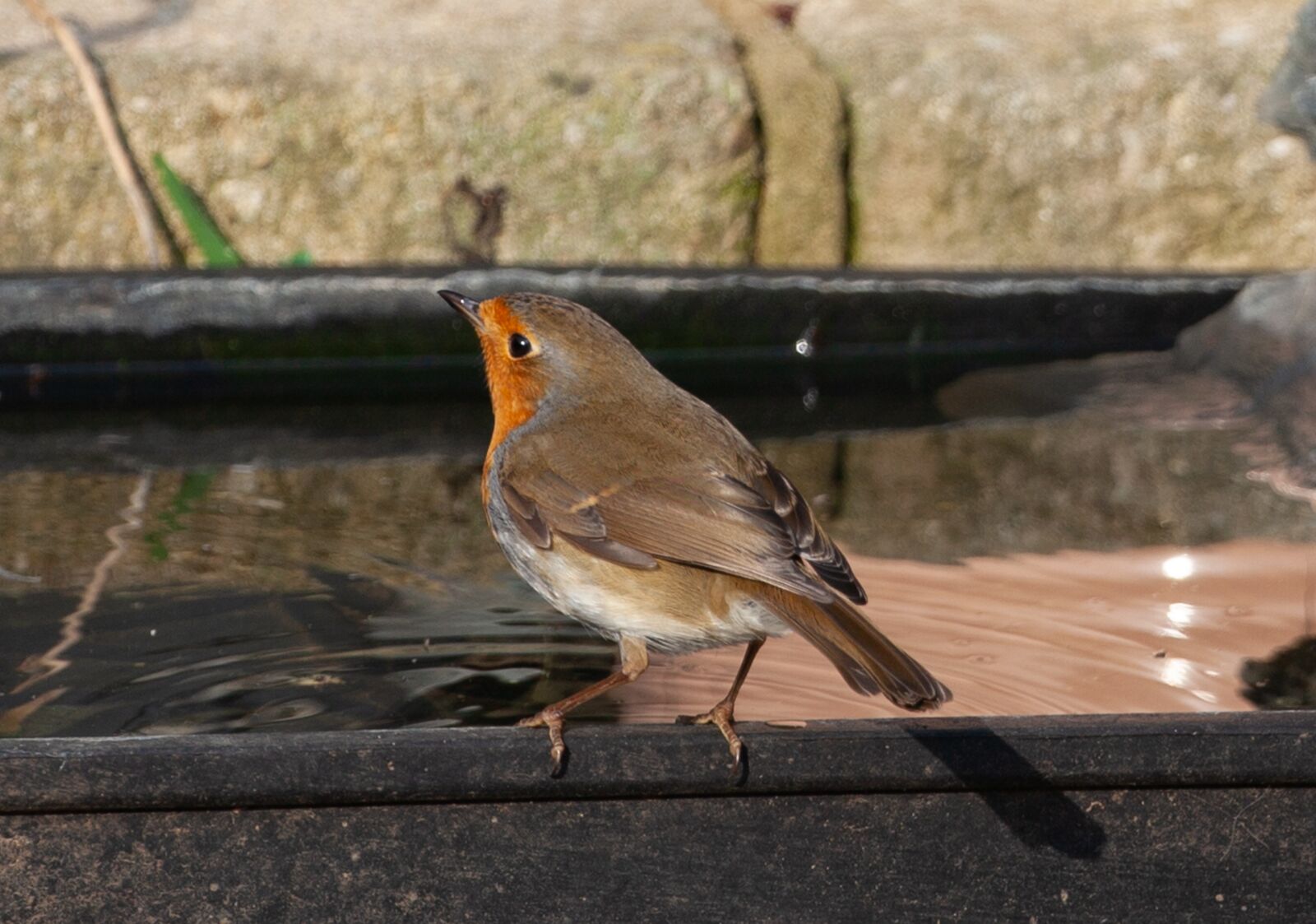Canon EOS 5D Mark II sample photo. Robin redbreast in water photography