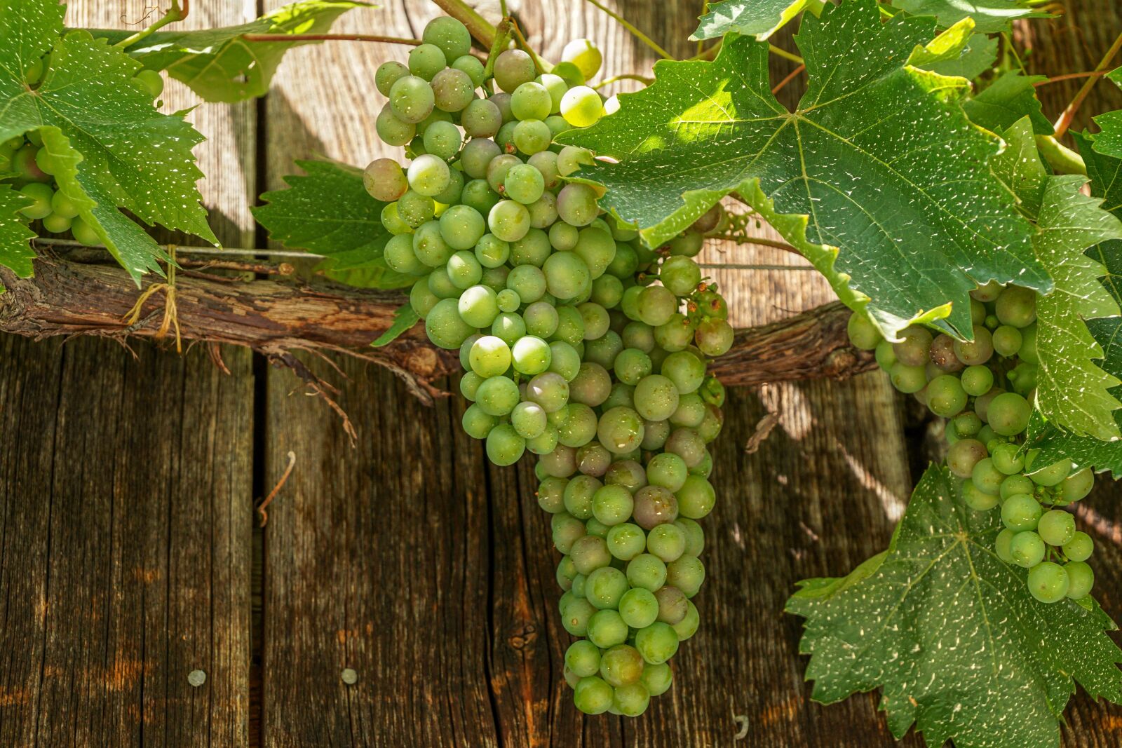 Sony DT 18-135mm F3.5-5.6 SAM sample photo. Grapes, fruit, green photography
