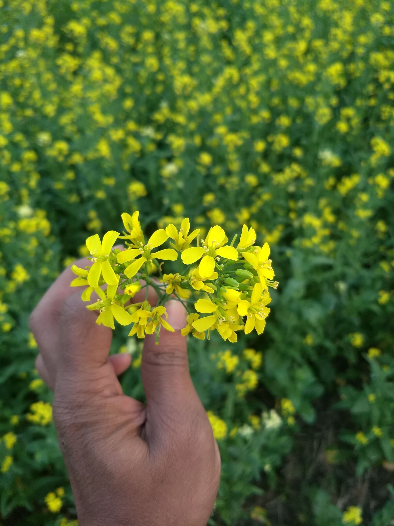 Motorola Moto G (5) Plus sample photo. Yellow, nature, spring photography