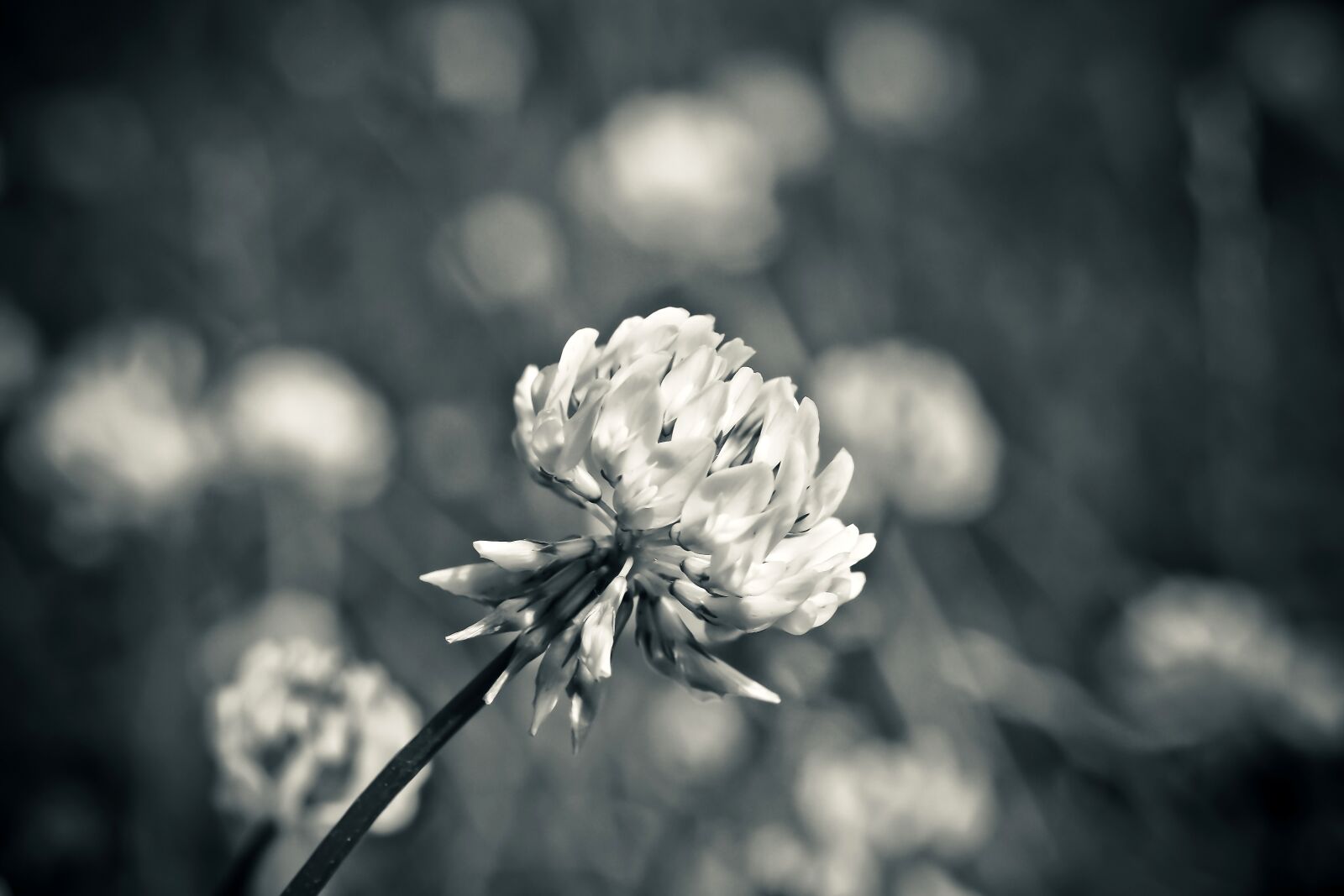 Olympus OM-D E-M10 sample photo. Flower, nature, spring photography