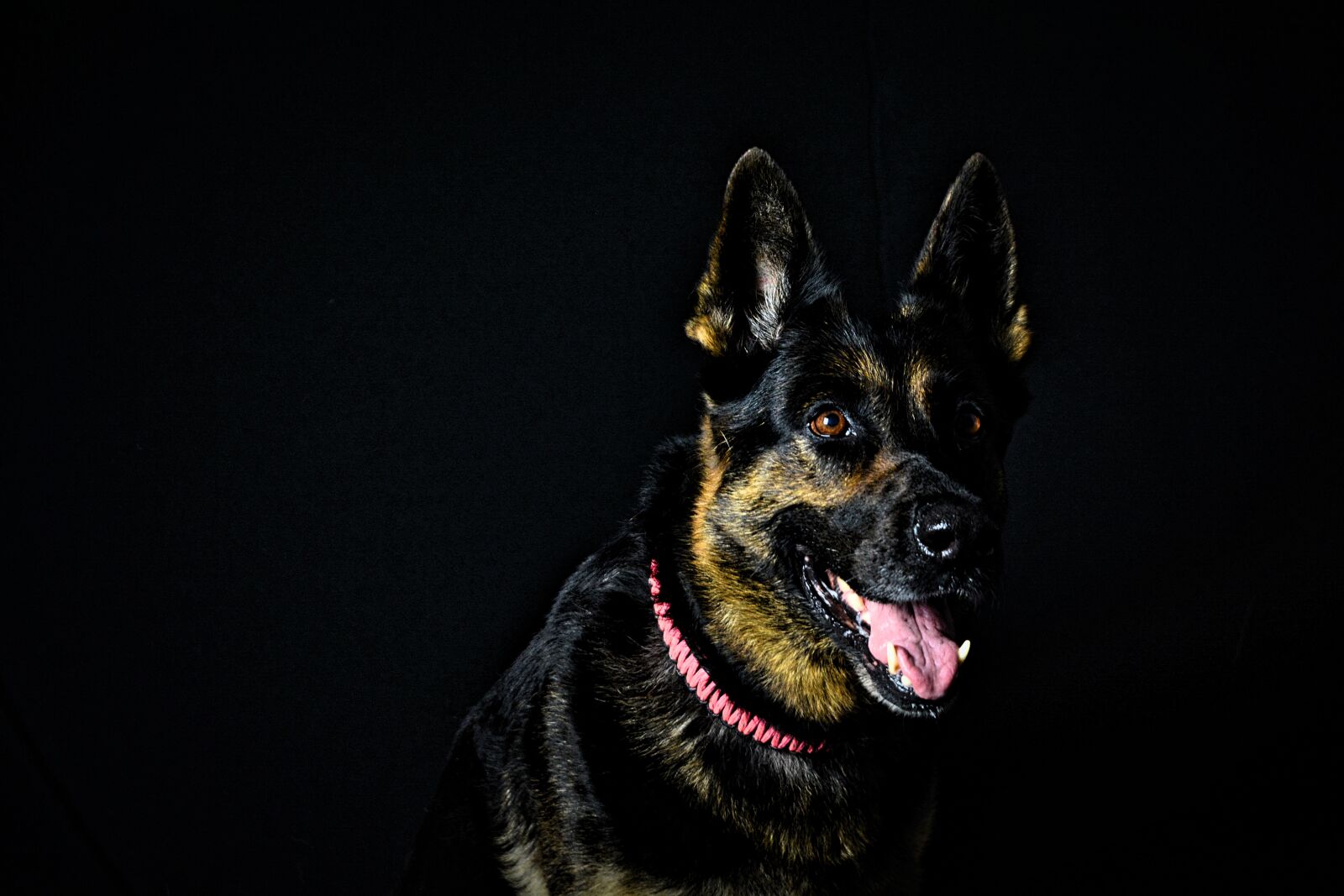 Nikon D5200 sample photo. Dog, animal, shepherd photography