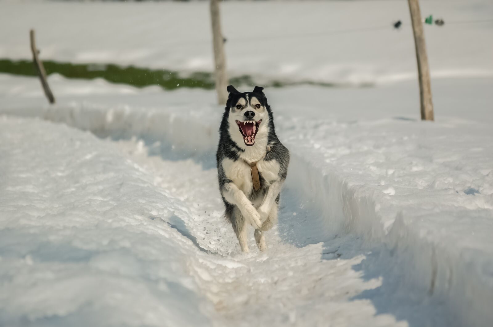 Nikon D40 sample photo. Dog, snow, husky photography