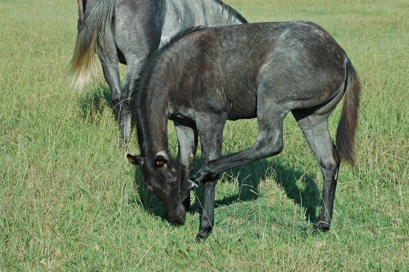 Nikon D70 sample photo. Horse, foal, pasture photography