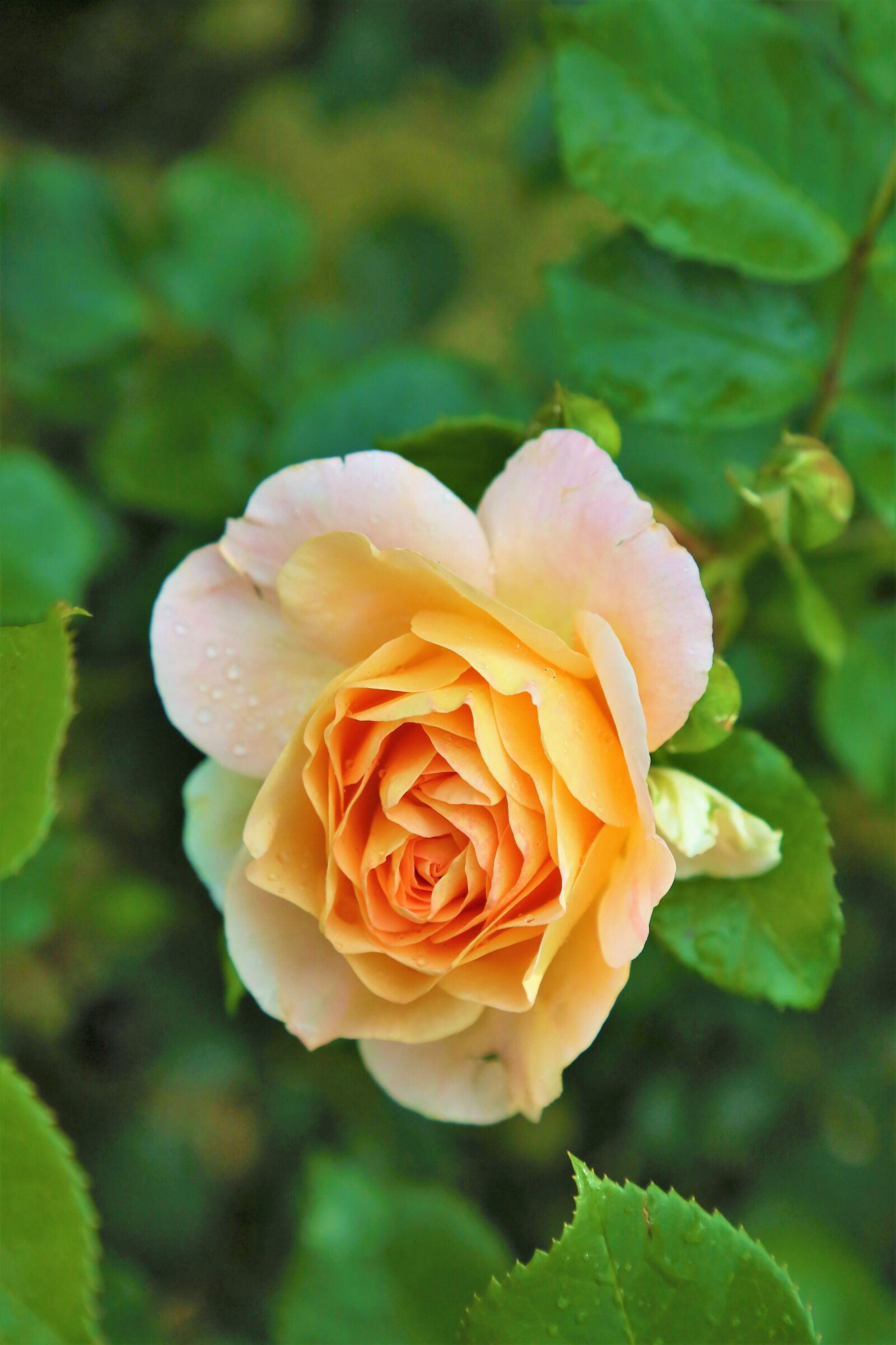 Canon EF 24-105mm F4L IS USM sample photo. Rose, natural, spring photography