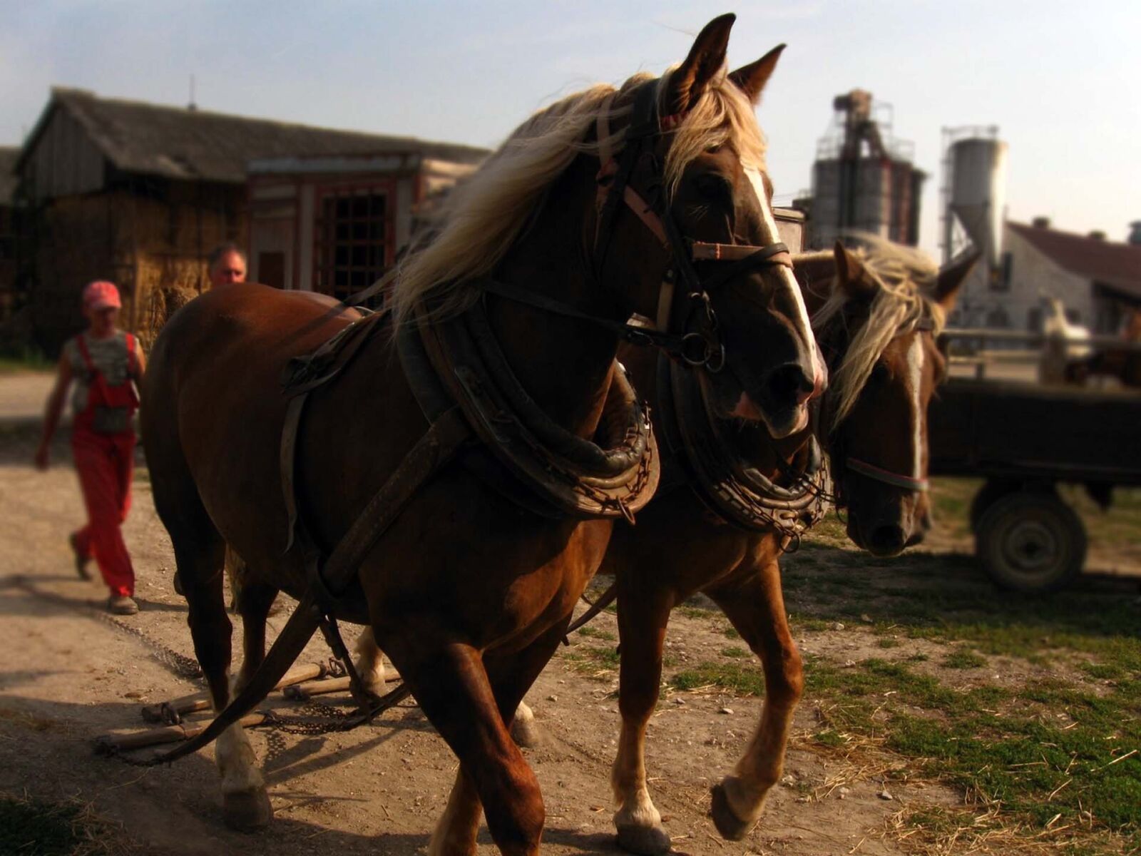 Canon PowerShot A590 IS sample photo. Horses, mares, stallions photography