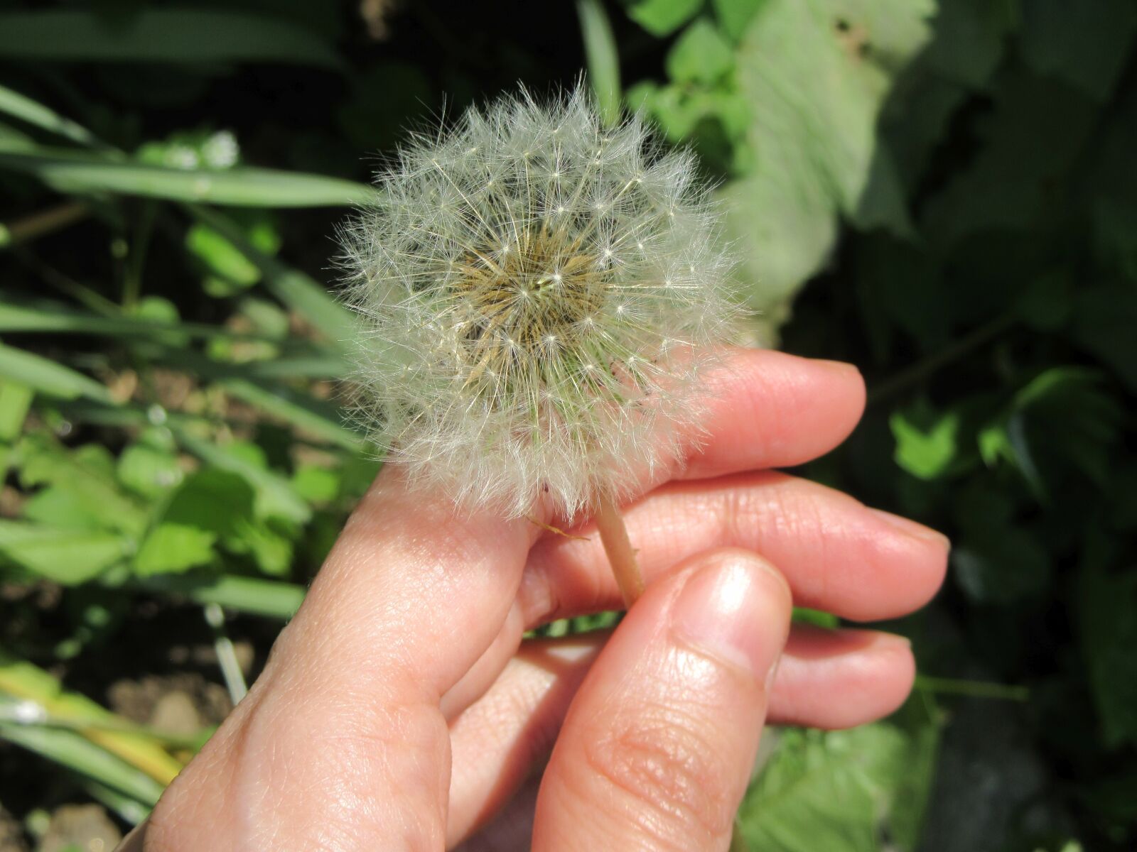 Canon PowerShot SX610 HS sample photo. Dandelion, blowing, white photography