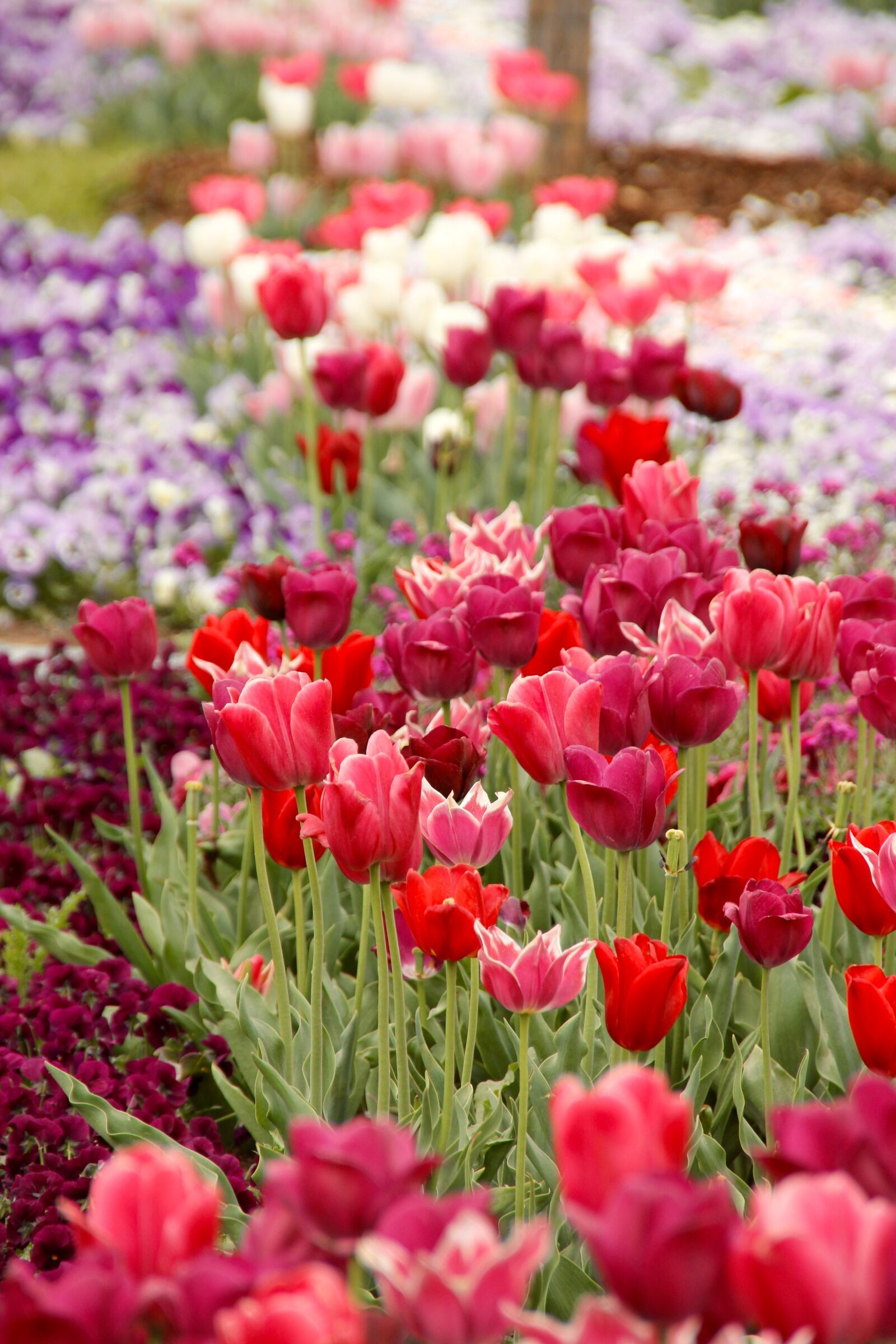 Canon EOS 60D sample photo. Tulips, tulipa, tulpenzwiebel photography