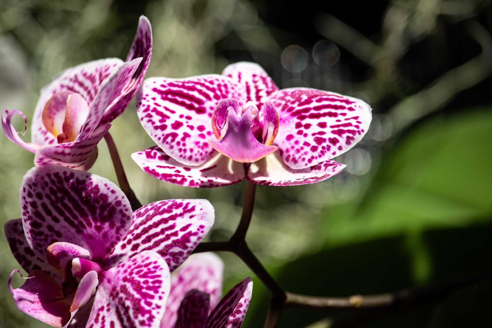 Canon EF-S 55-250mm F4-5.6 IS STM sample photo. Orchid, flower, plant photography