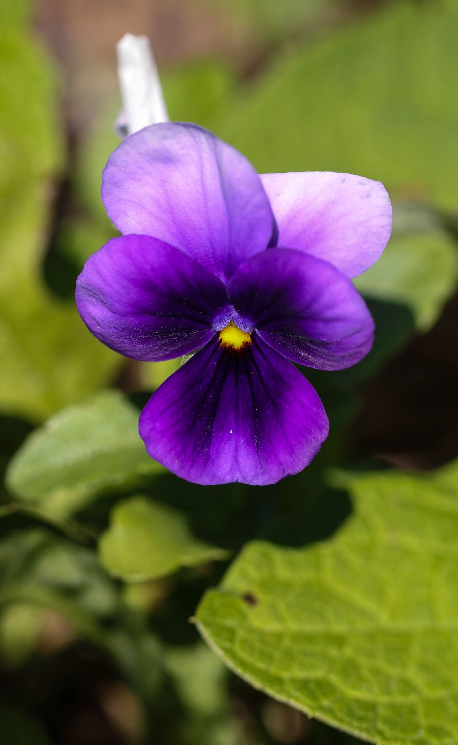 Canon EOS 7D Mark II sample photo. Pansy, flower, summer flower photography