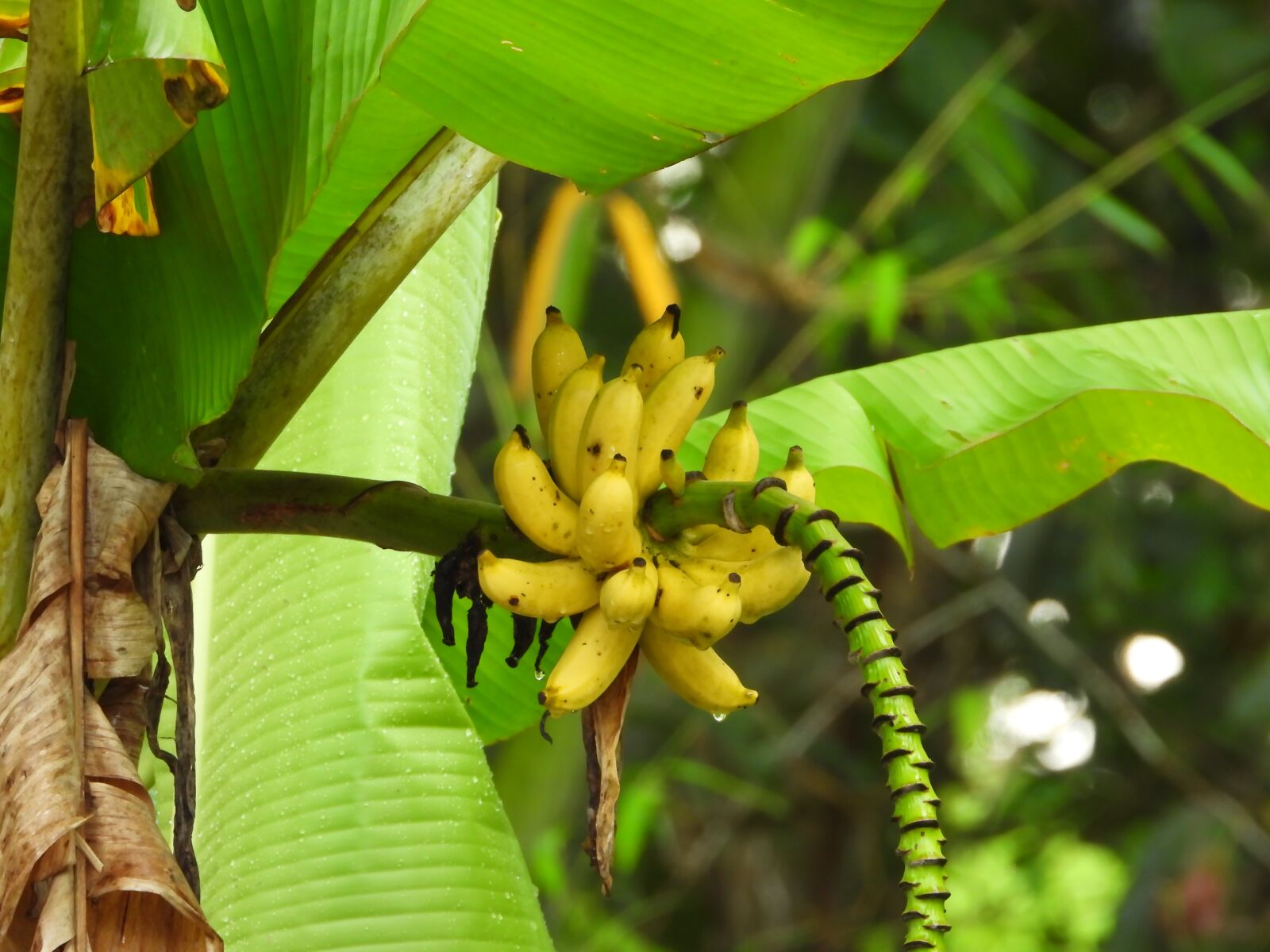 Nikon Coolpix P1000 sample photo. Banana, yellow, nature photography