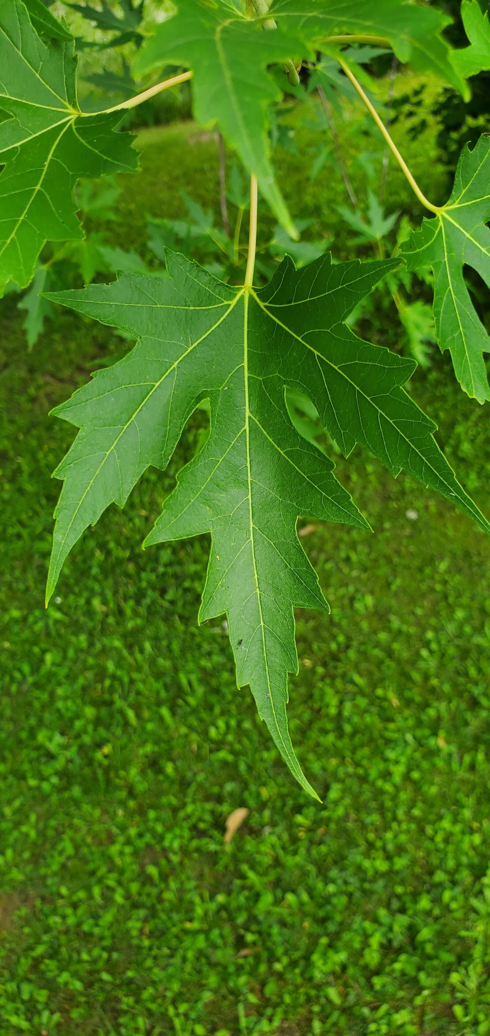 Samsung Galaxy S10e sample photo. Green, leaf, qc photography