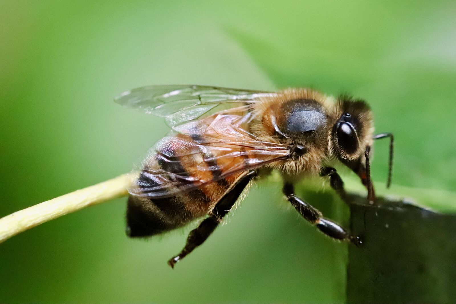 Canon EF 100mm F2.8L Macro IS USM sample photo. Bee, honey bee, insect photography