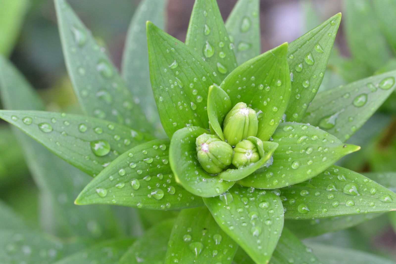 Nikon D5200 sample photo. Lily, drop of water photography