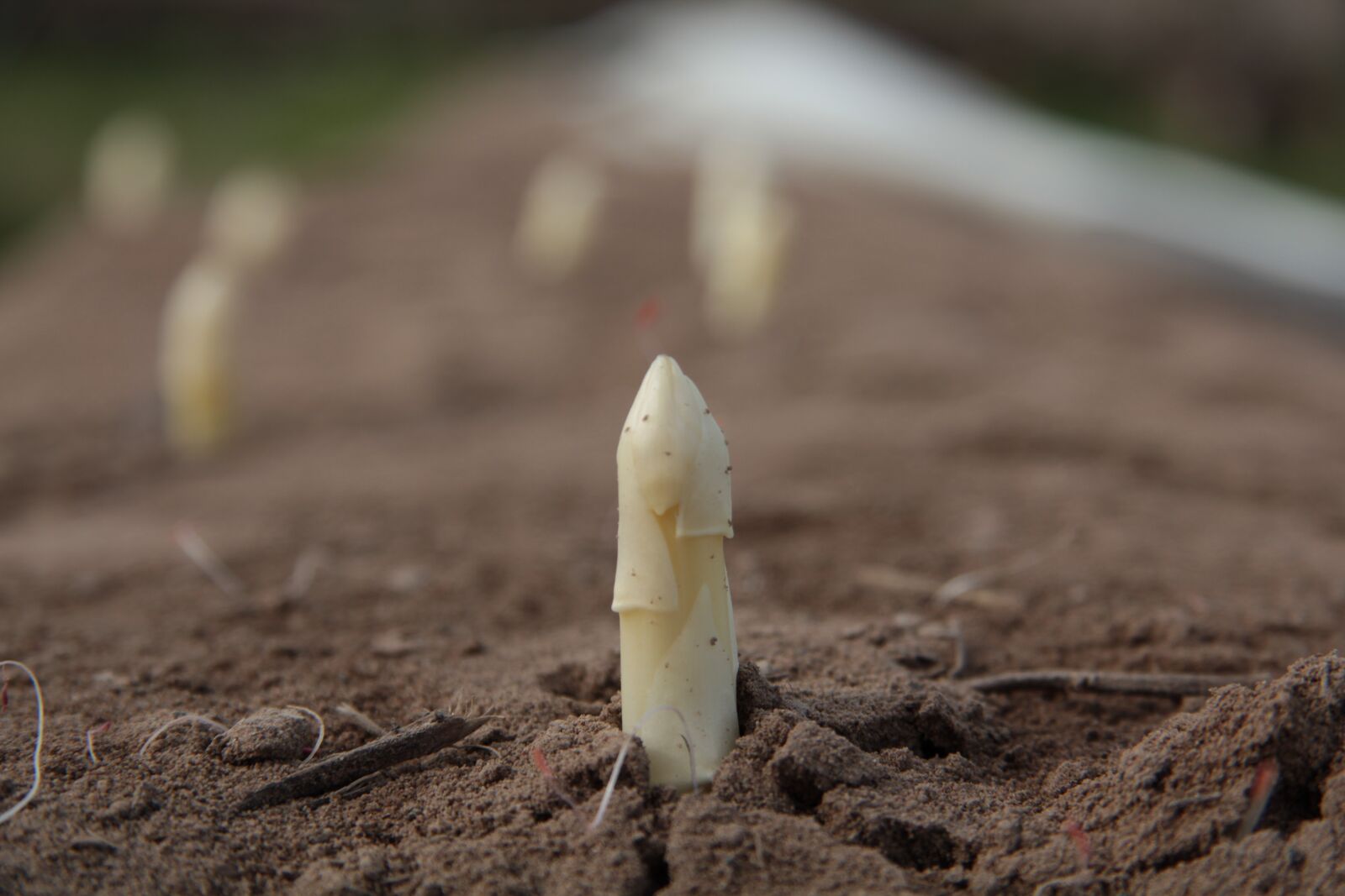 Canon EF-S 17-85mm F4-5.6 IS USM sample photo. Asparagus, agriculture, asparagus time photography