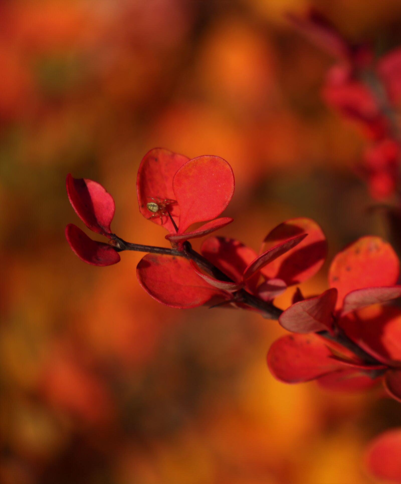 Canon EOS M6 sample photo. Colors of autumn, red photography