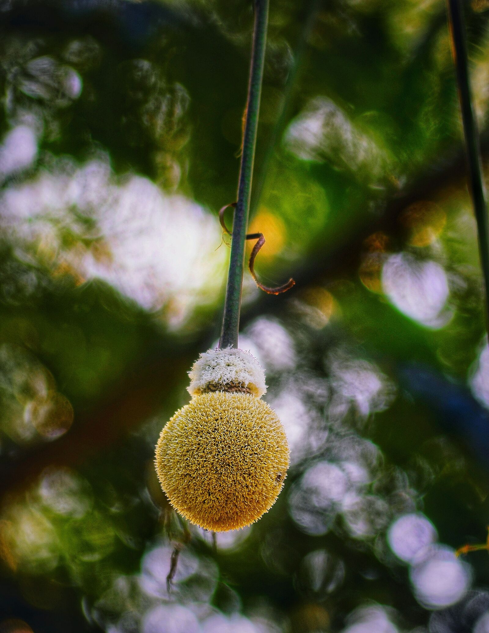 Nikon D5100 sample photo. Bud, pond pine, flower photography