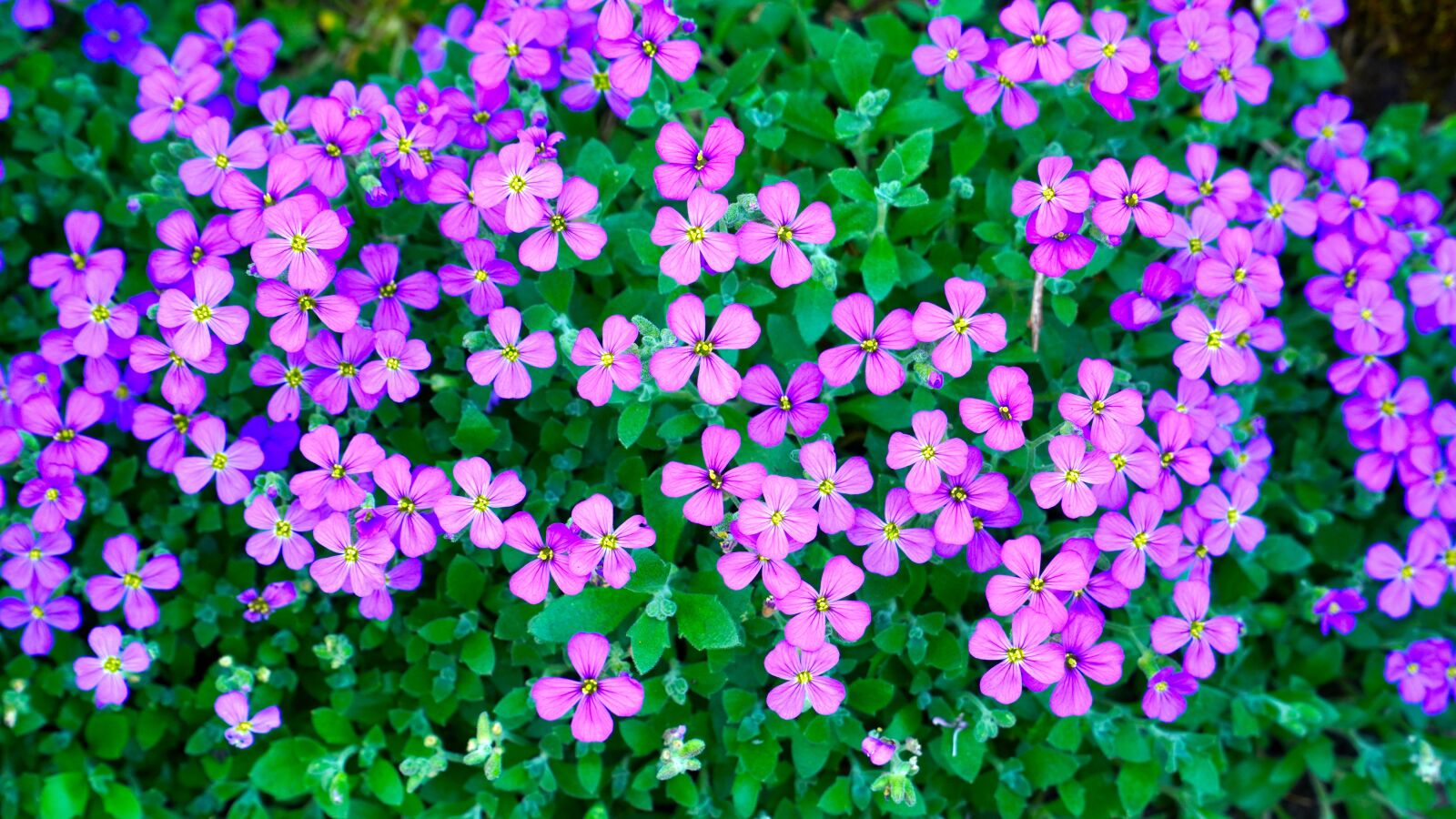 Sony E PZ 18-105mm F4 G OSS sample photo. Blue pillow, flowers, bloom photography