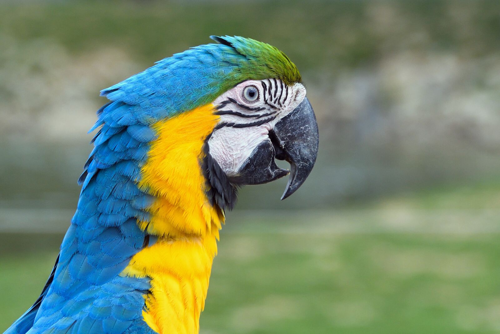 Nikon D500 sample photo. Parrot, ara, bird photography