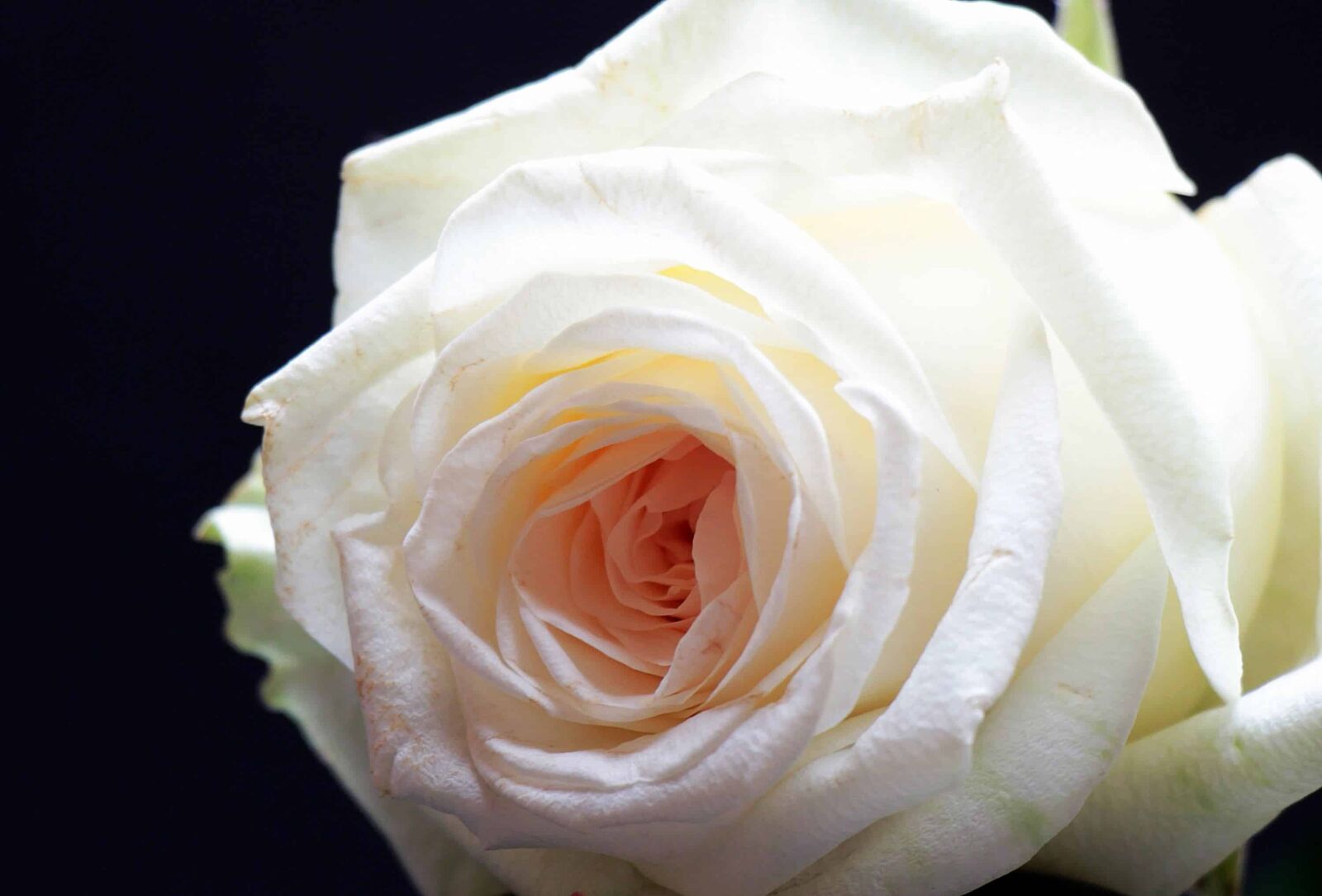 Canon EOS 550D (EOS Rebel T2i / EOS Kiss X4) sample photo. Flower, rose, petal, white photography