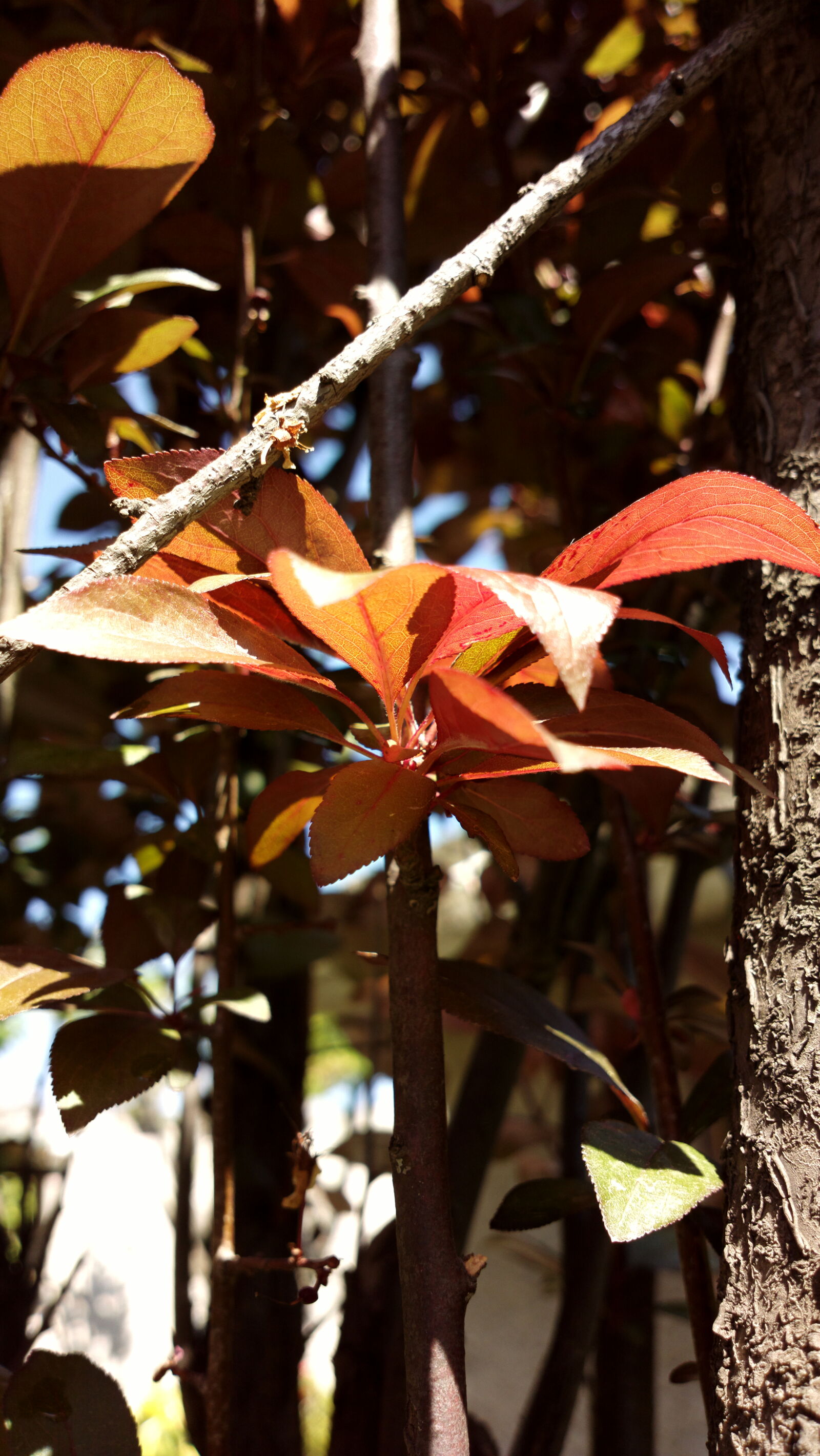 Nokia 808 PureView sample photo. Ciruelo, nature, three photography